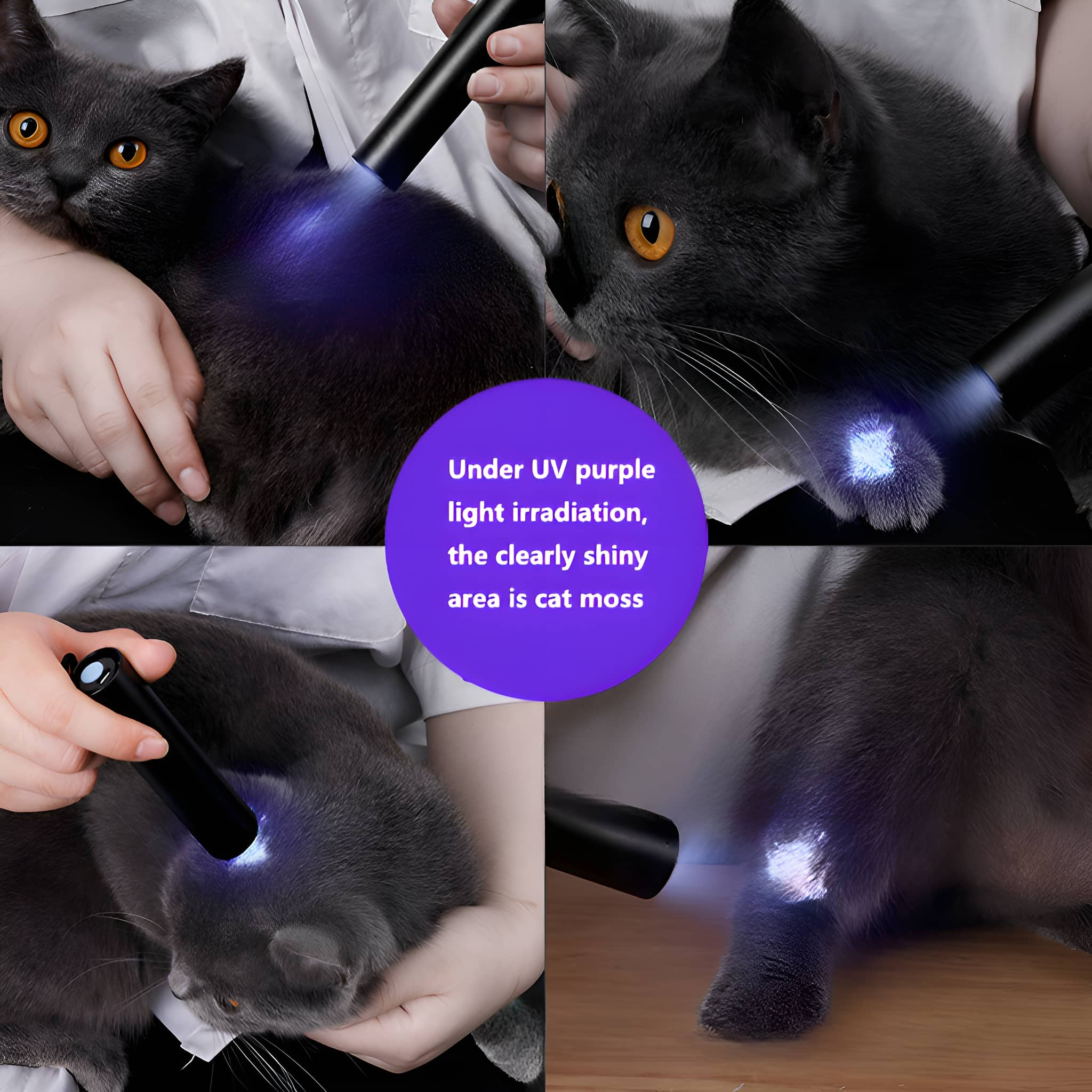 Fotos von grauen Katzen, die mit UV-Licht untersucht werden, zeigen leuchtende Bereiche von Katzenpilz.