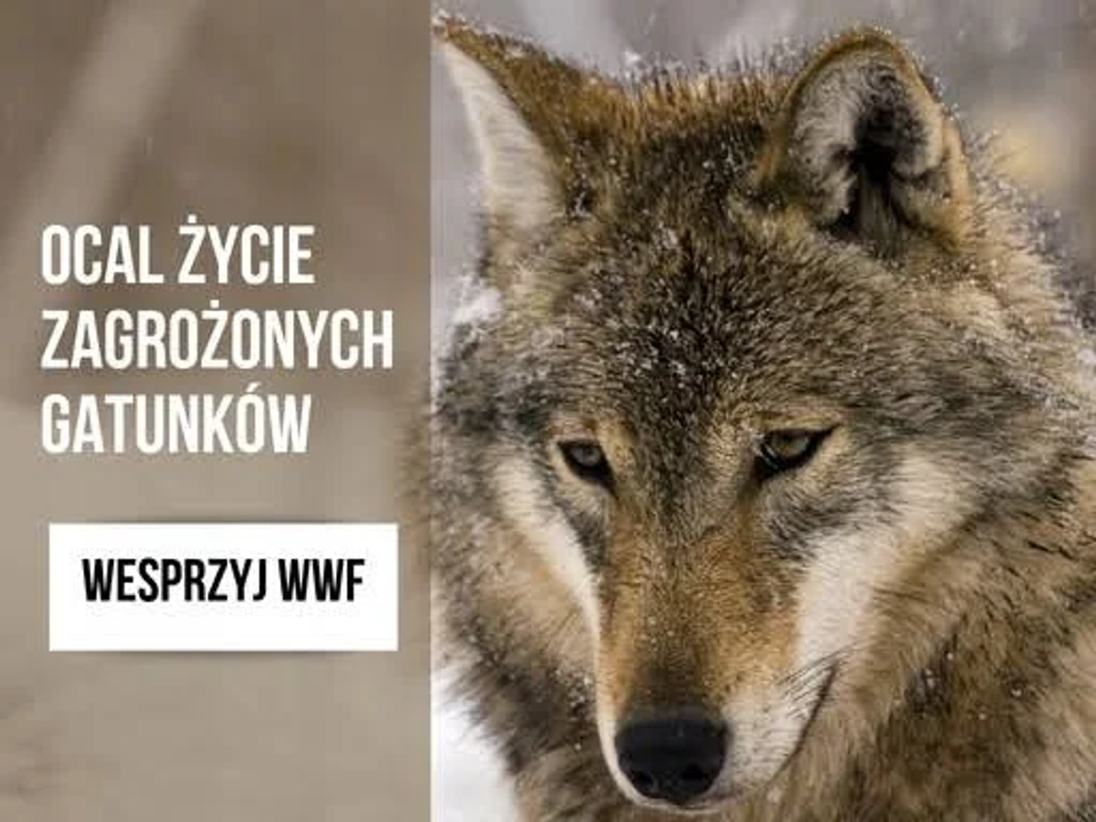 Poster con immagine di lupo e testo in polacco: 'SALVA LA VITA DELLE SPECIE IN PERICOLO'. Logo WWF in basso.