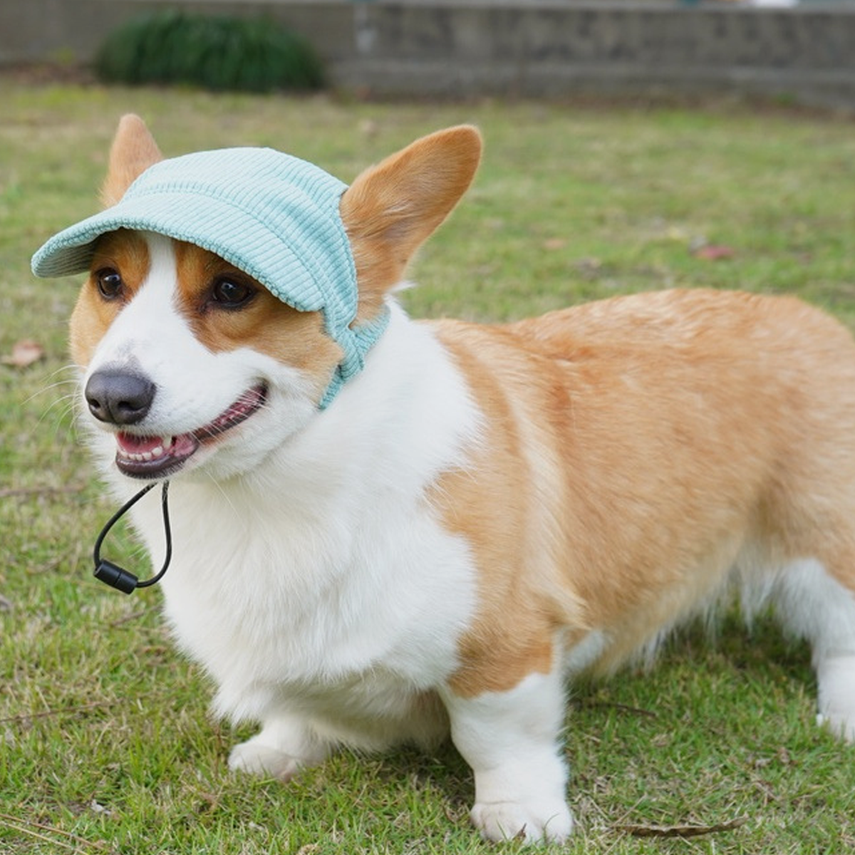 Corgi-Hund mit blauem Hut im Gras.