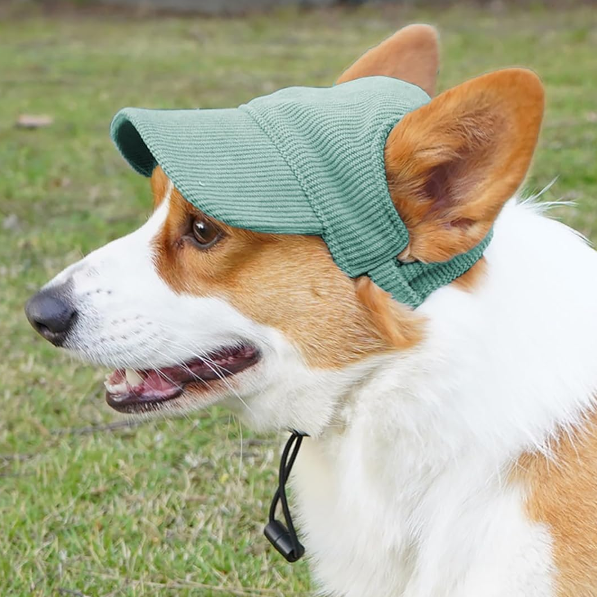Corgi-Hund mit grüner Kappe. Der Hund ist im Gras und schaut zur Kamera.