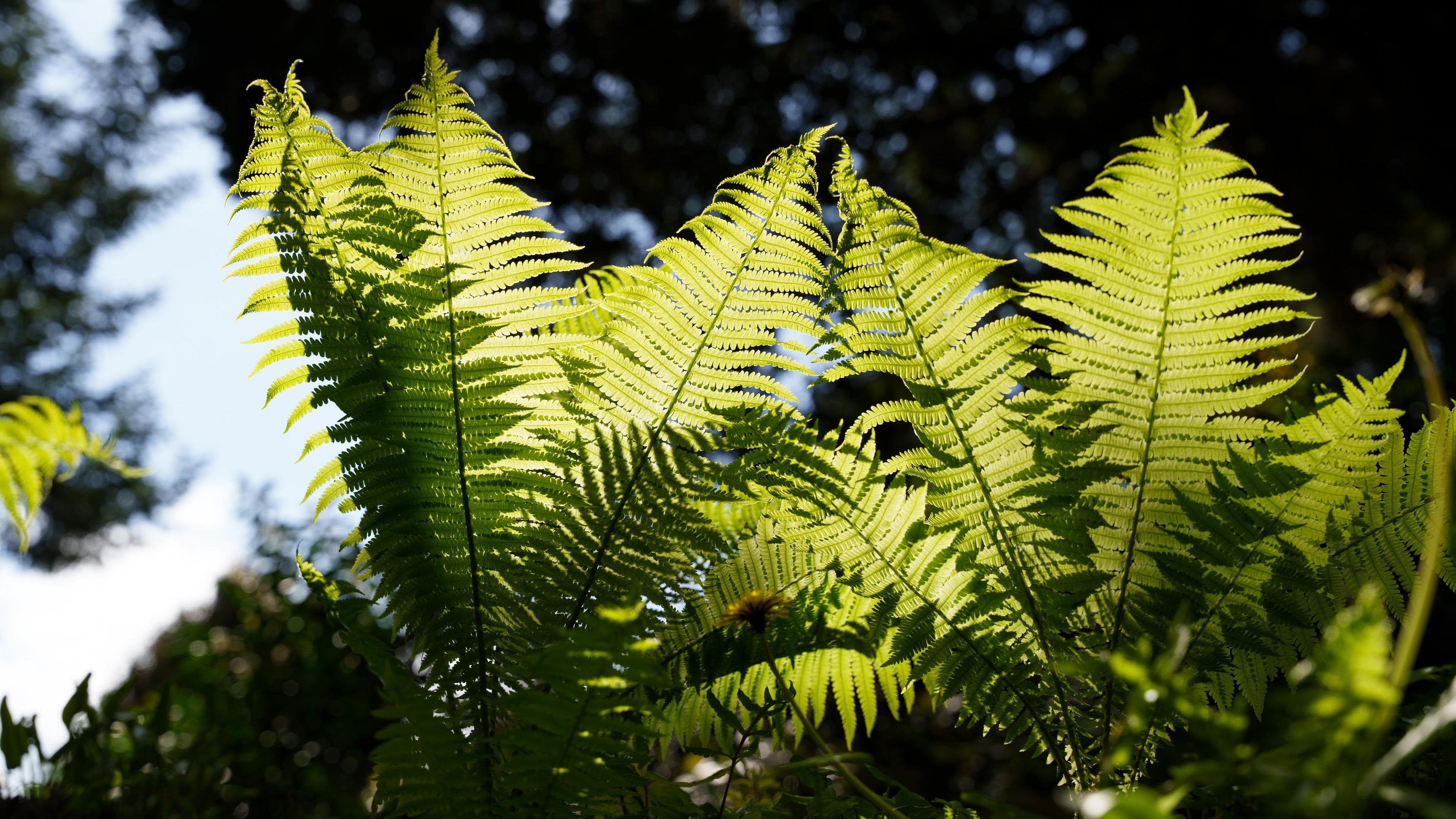Liście paproci ze światłem słonecznym, na tle niebieskiego nieba.