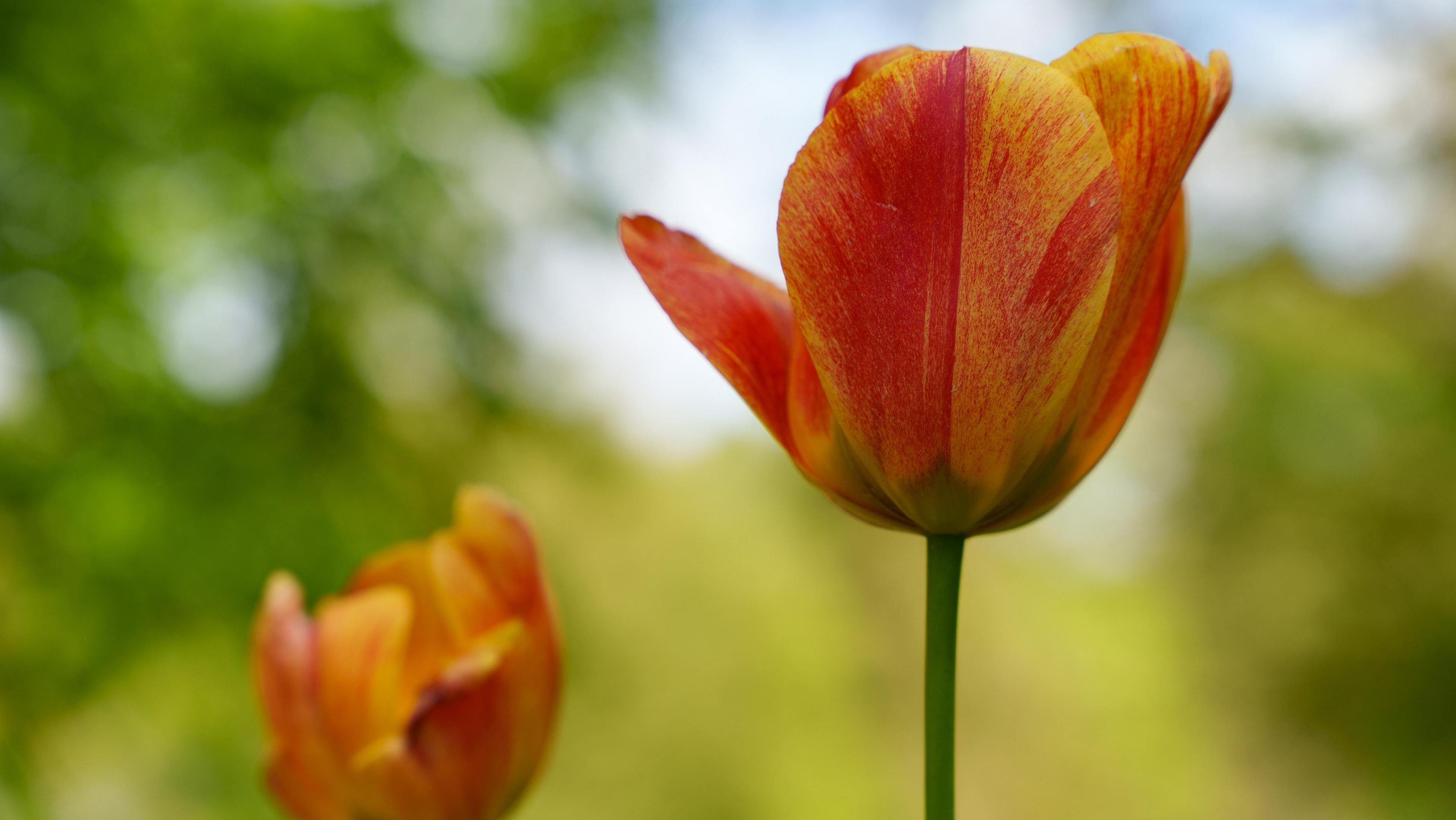 Dwa tulipany, jeden ostry, drugi rozmyty. Skupiony jest pomarańczowy i czerwony z zieloną łodygą.