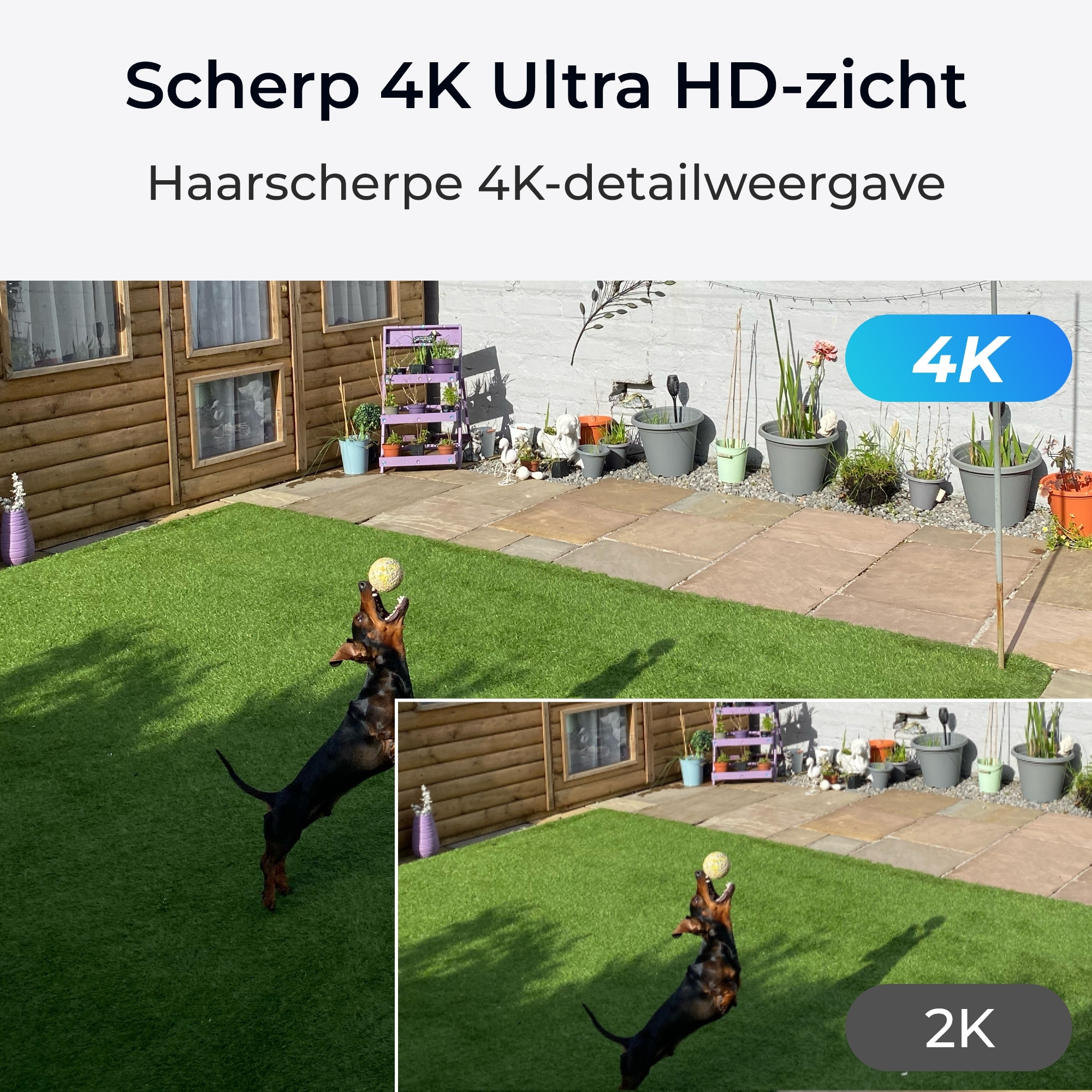 Hund springt nach Ball im Garten. 4K- und 2K-Ansicht. Grünes Gras und Haus im Hintergrund.