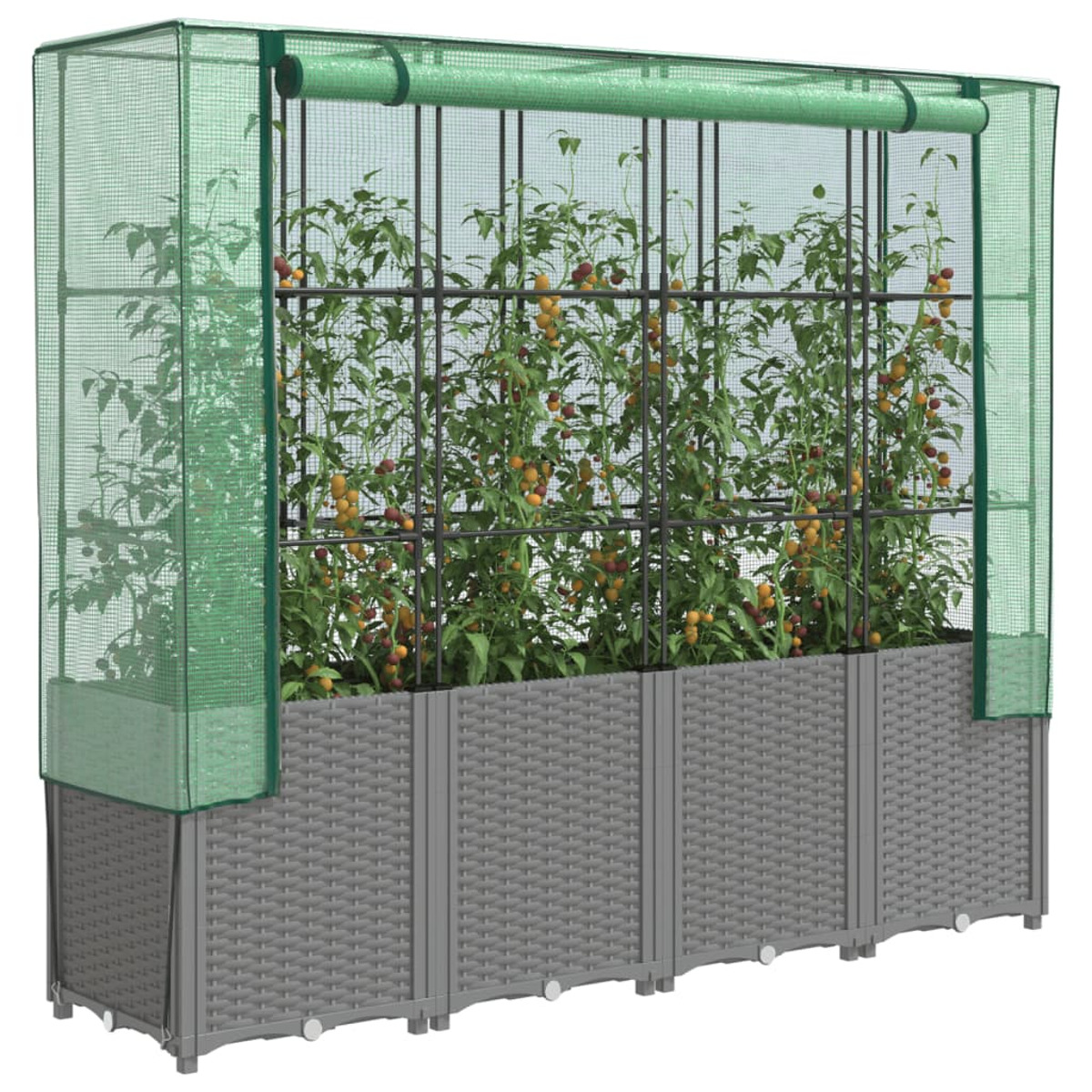 Serra con piante di pomodori, base grigia. Copertura a rete verde. Pomodori visibili.