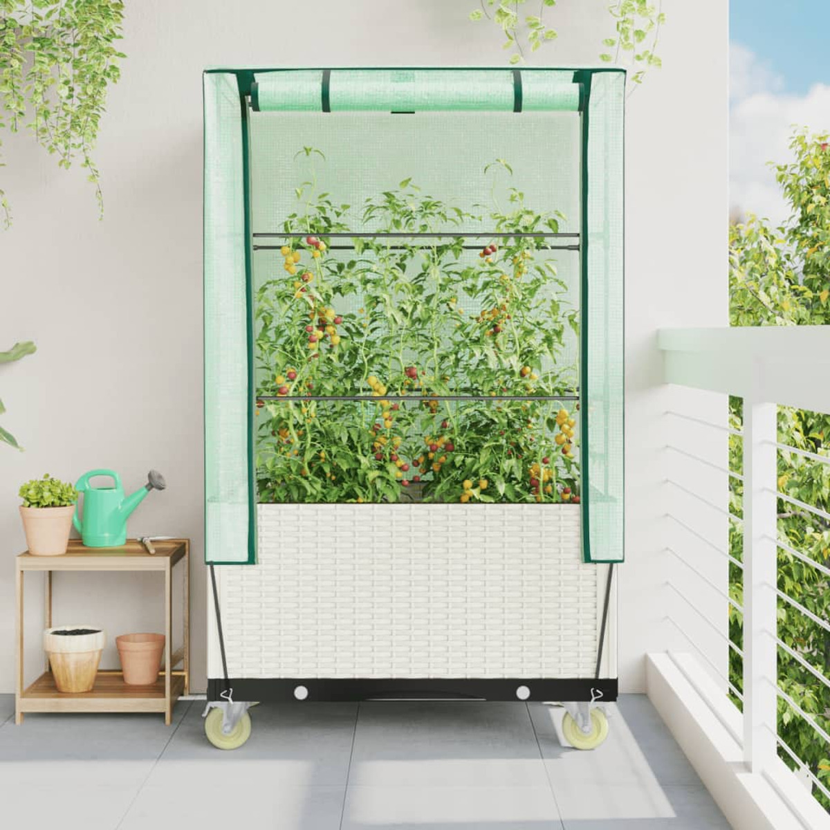 Una piccola serra con piante di pomodoro su un balcone, con un annaffiatoio e vasi visibili.