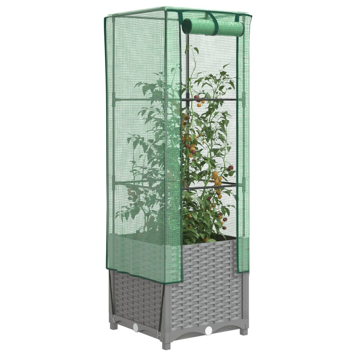 Una piccola serra con una pianta di pomodoro all'interno e una base grigia in stile intrecciato.