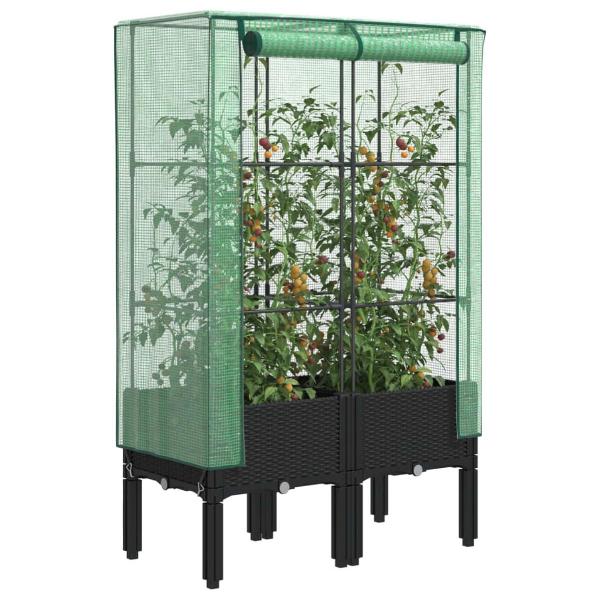 Due serre collegate con coperture in rete verde. Le piante di pomodoro crescono all'interno. La base è nera.