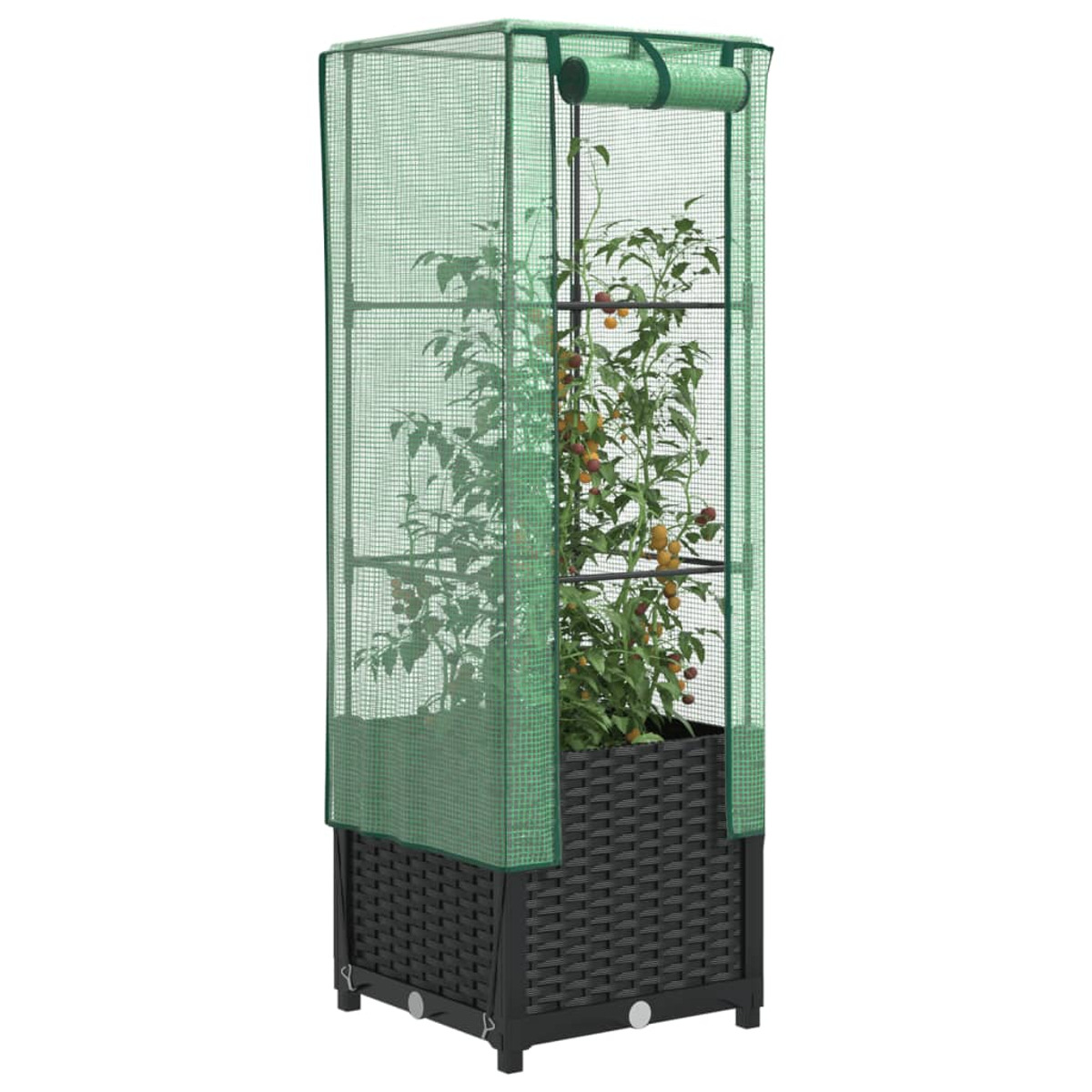 Serra verde con pianta di pomodoro all'interno, su sfondo bianco.