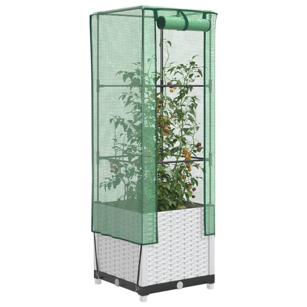 Una serra con telaio verde e base intrecciata bianca, che ospita piante di pomodoro.