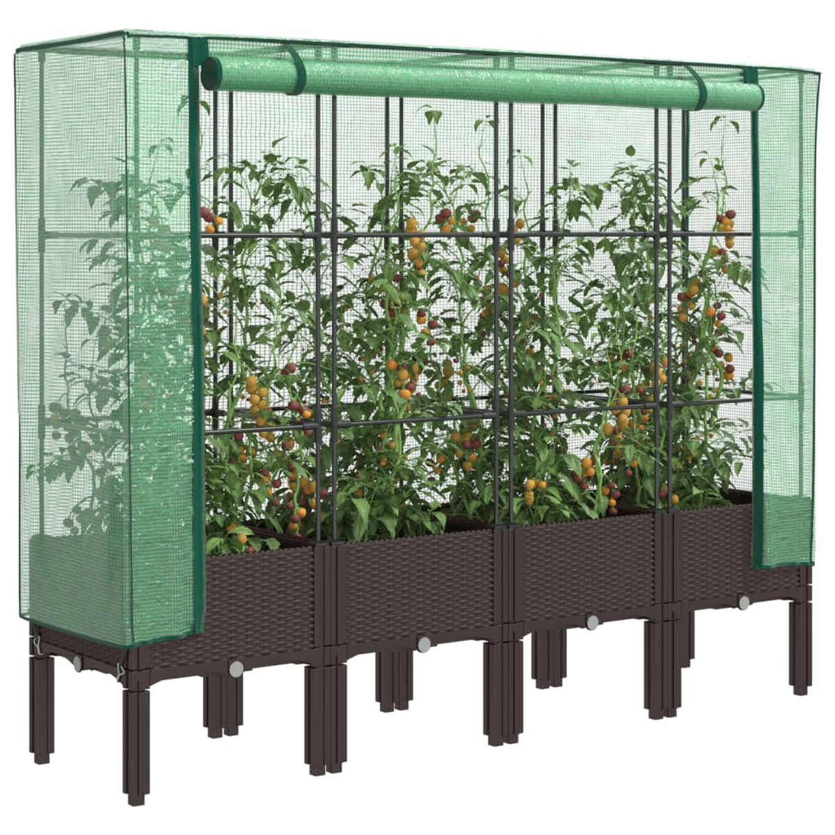 Serra con piante. Le piante hanno pomodori, in un letto marrone con rete verde.