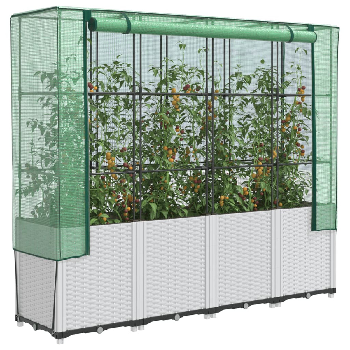 Una serra piena di piante di pomodoro, bianco e verde.