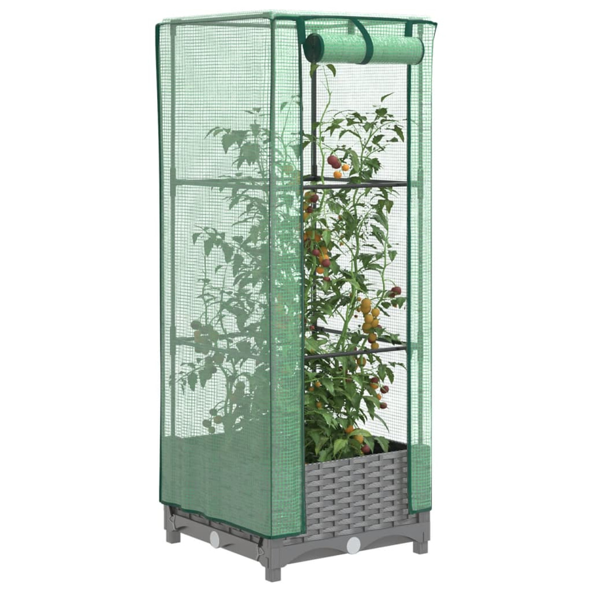 Piccola serra verde con una pianta di pomodoro all'interno. La pianta ha pomodori.