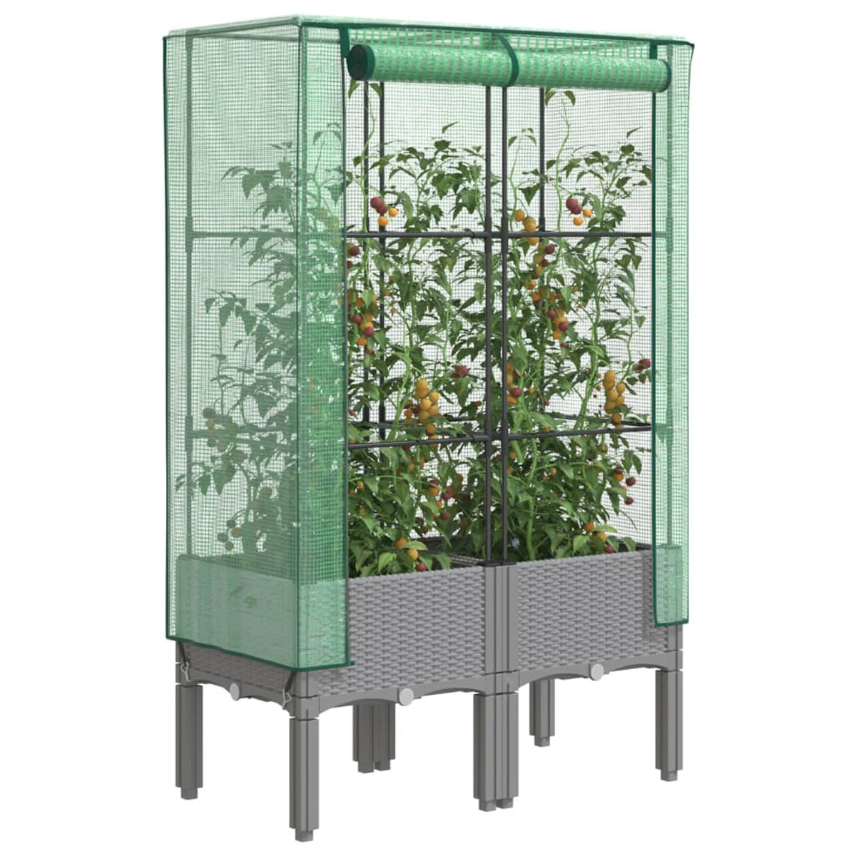 Una serra con piante di pomodoro e misure etichettate sul lato.