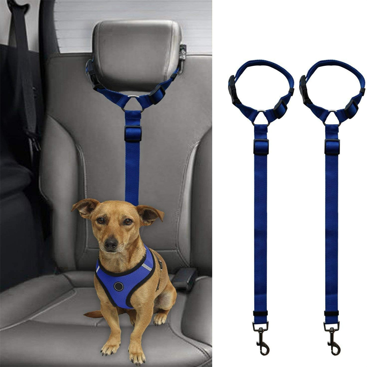 Hund im Auto mit blauem Geschirr und Leine. Zwei zusätzliche Leinen werden ebenfalls gezeigt.