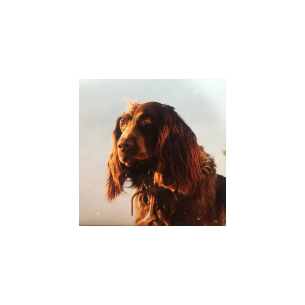 Un chien brun regarde vers la gauche. Il a de longs cheveux bruns et un collier. Le fond est bleu clair.