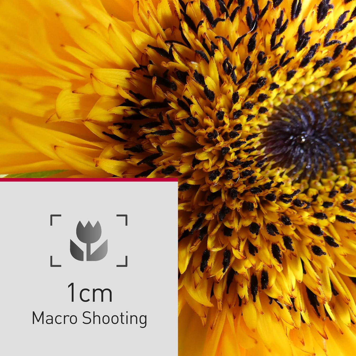 Nahaufnahme einer gelben Sonnenblume mit einem Makro-Aufnahme-Label und einer 1cm-Messung.