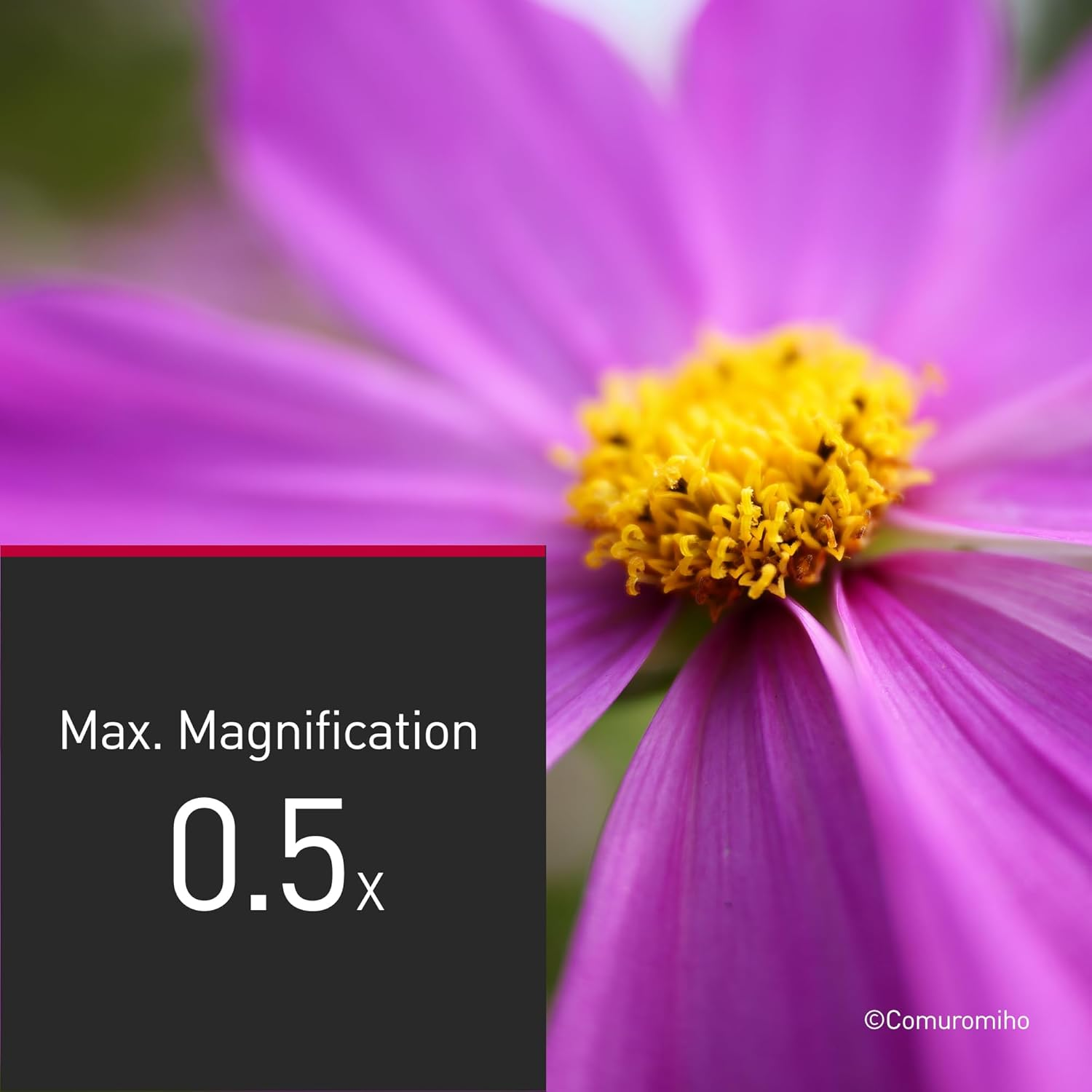 Nahaufnahme einer rosa Blume mit gelbem Zentrum. Text-Overlay zeigt "Max. Vergrößerung 0,5x".