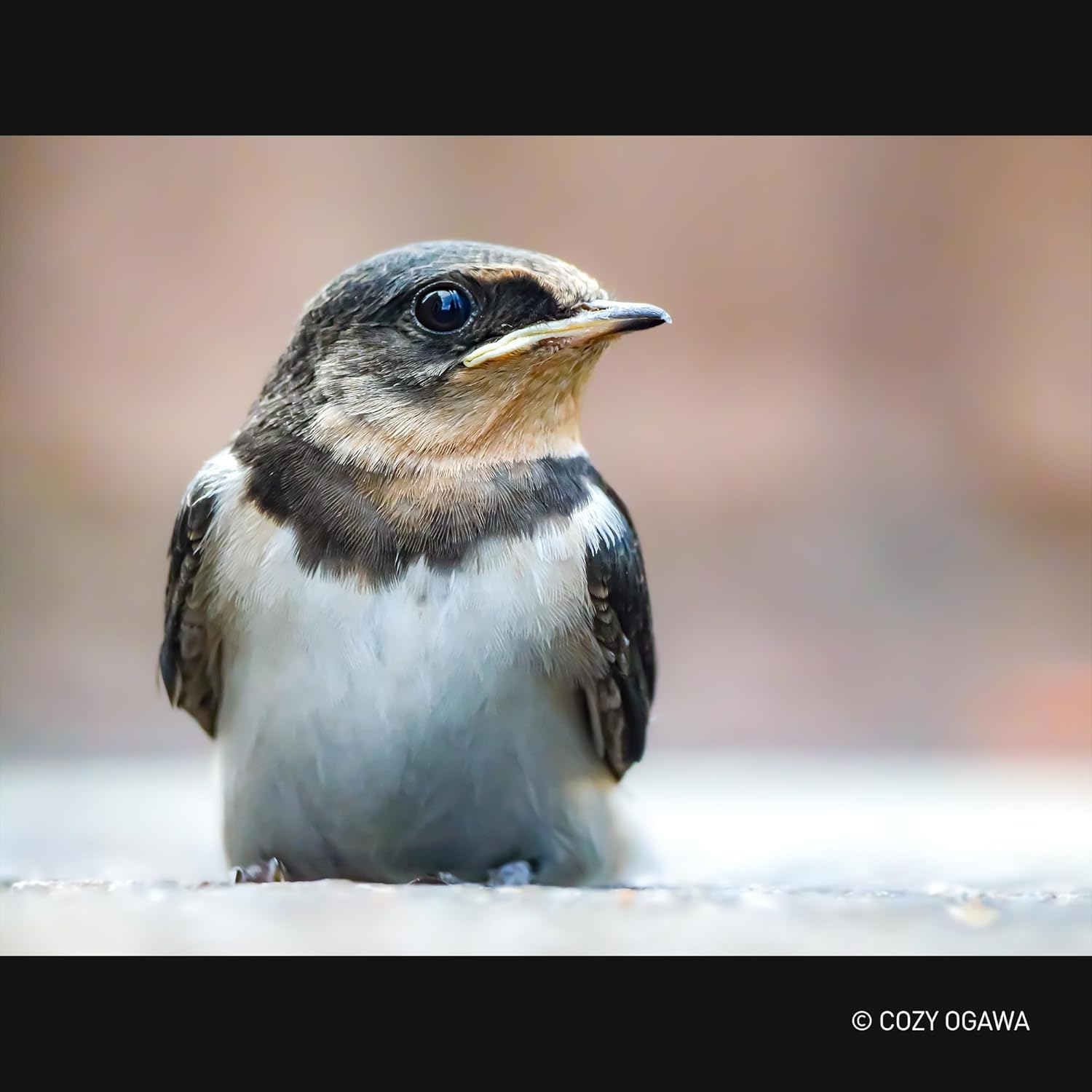 Zbliżenie małego ptaka z brązowymi, czarnymi i białymi piórami.