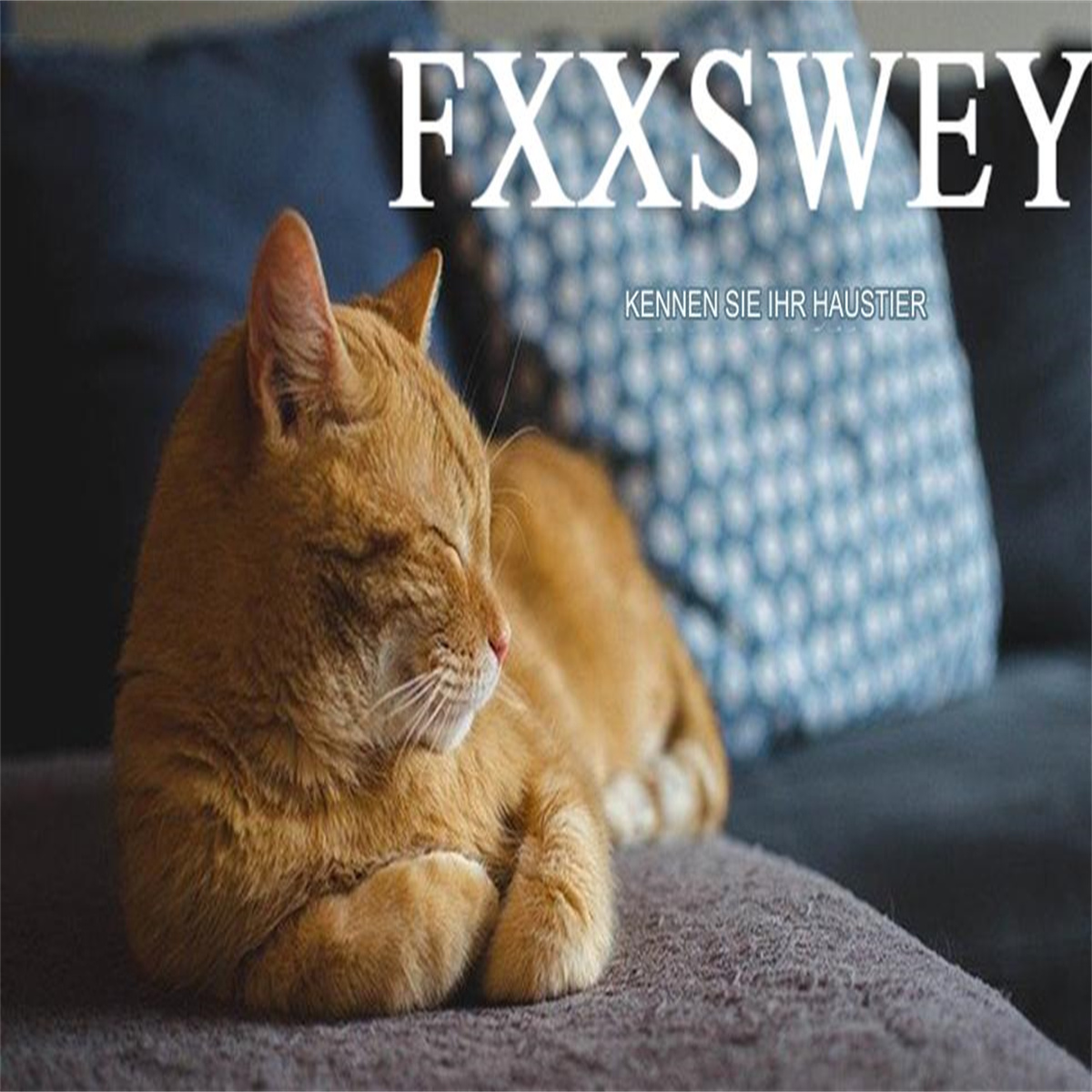 Roter Kater liegt auf grauer Couch, Text darüber.
