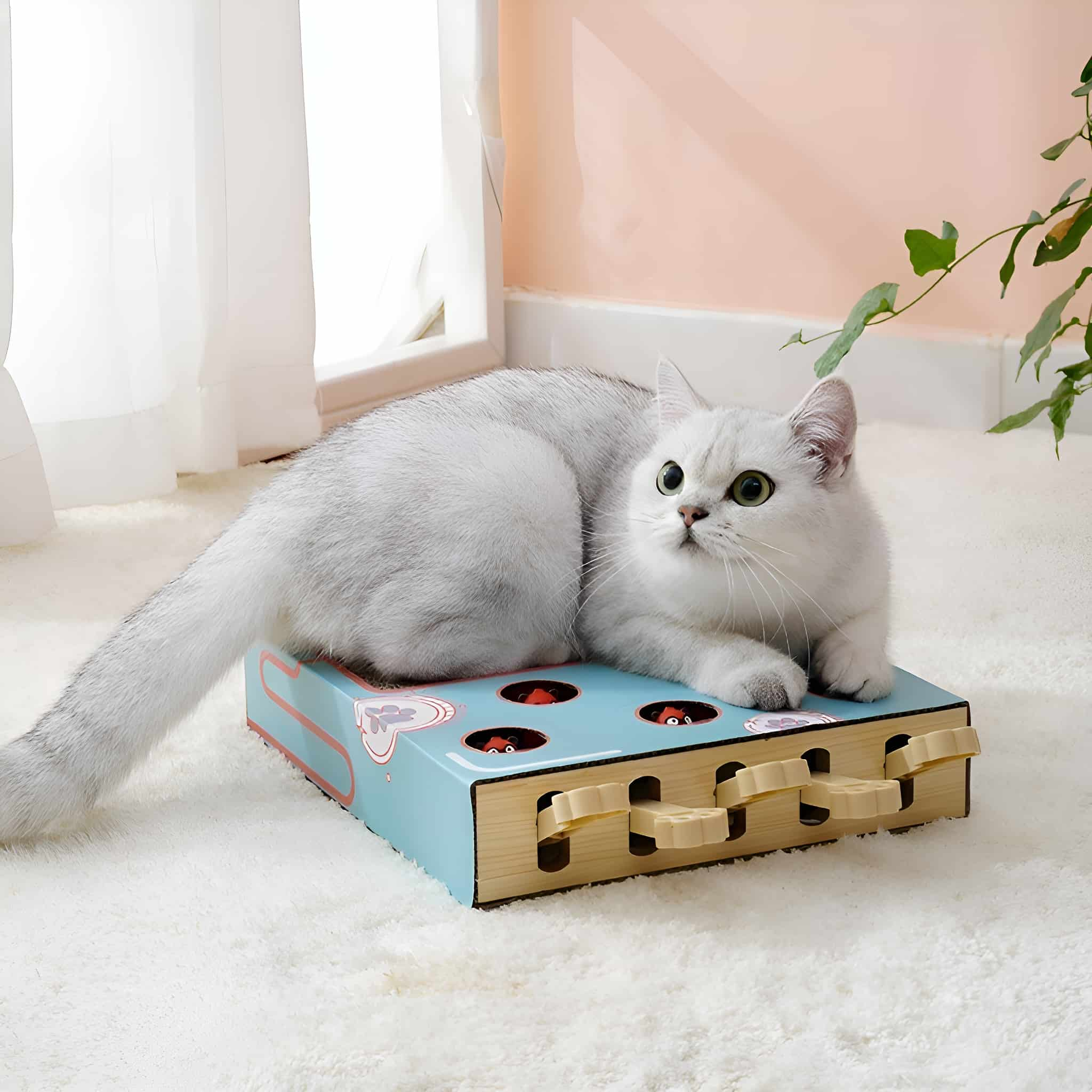 Eine silberne Katze auf einem blauen Spielzeug. Die Katze hat grüne Augen. Der Hintergrund zeigt ein Fenster und eine Wand.