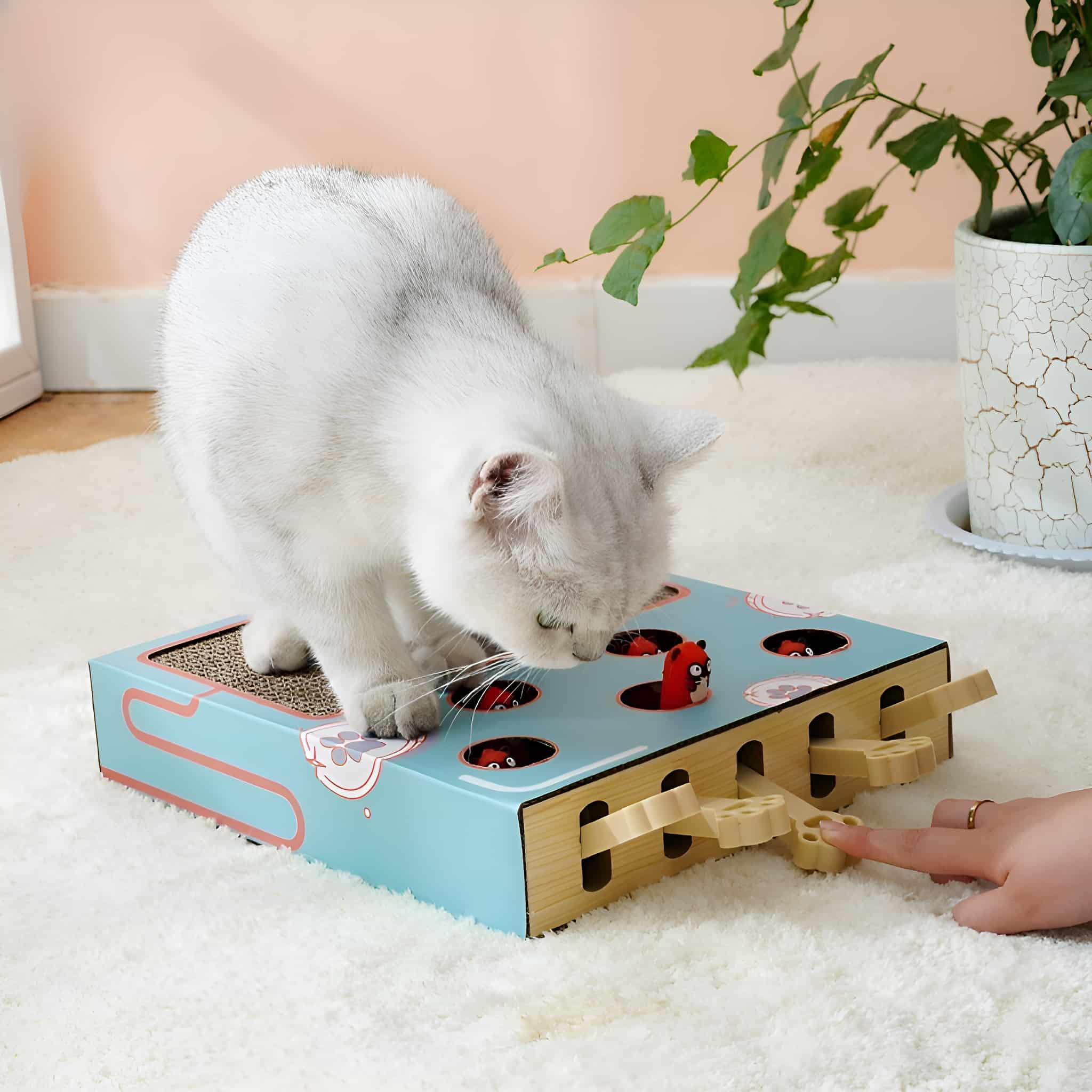 Eine Katze spielt mit einem Spielzeug. Das Spielzeug ist eine Box mit Löchern und Hebeln. Eine Hand ist auch vorhanden.