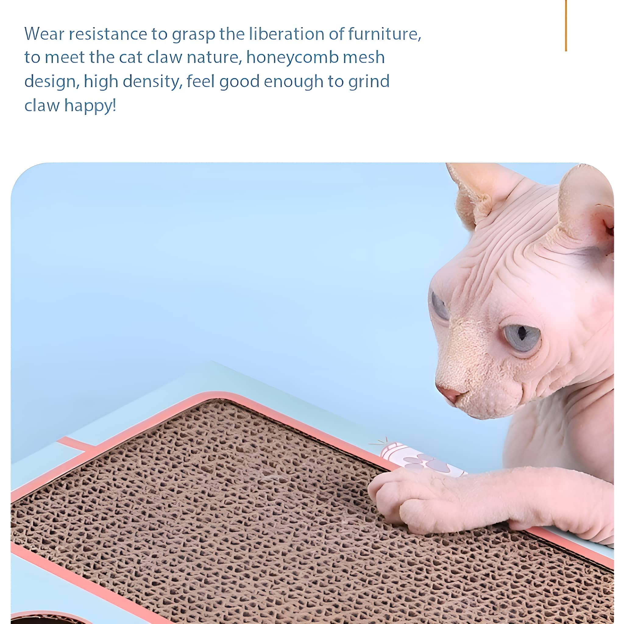 Eine Sphynx-Katze betrachtet einen Kratzspielzeug aus Pappe mit Wabenmuster.