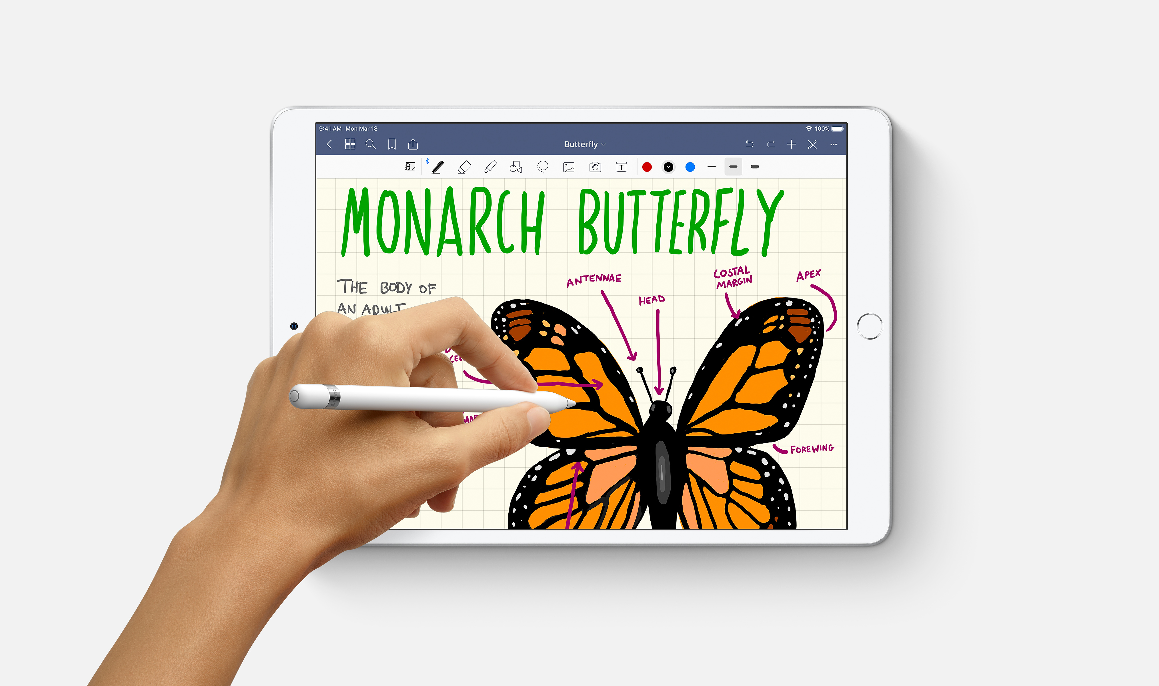 iPad wyświetlający diagram motyla Monarch, z dłonią trzymającą rysik.