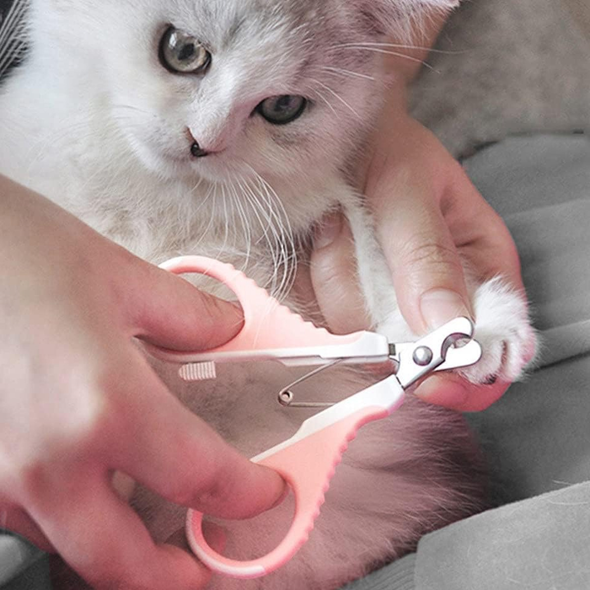 Eine Person schneidet die Nägel einer Katze mit rosa und silbernen Scheren.