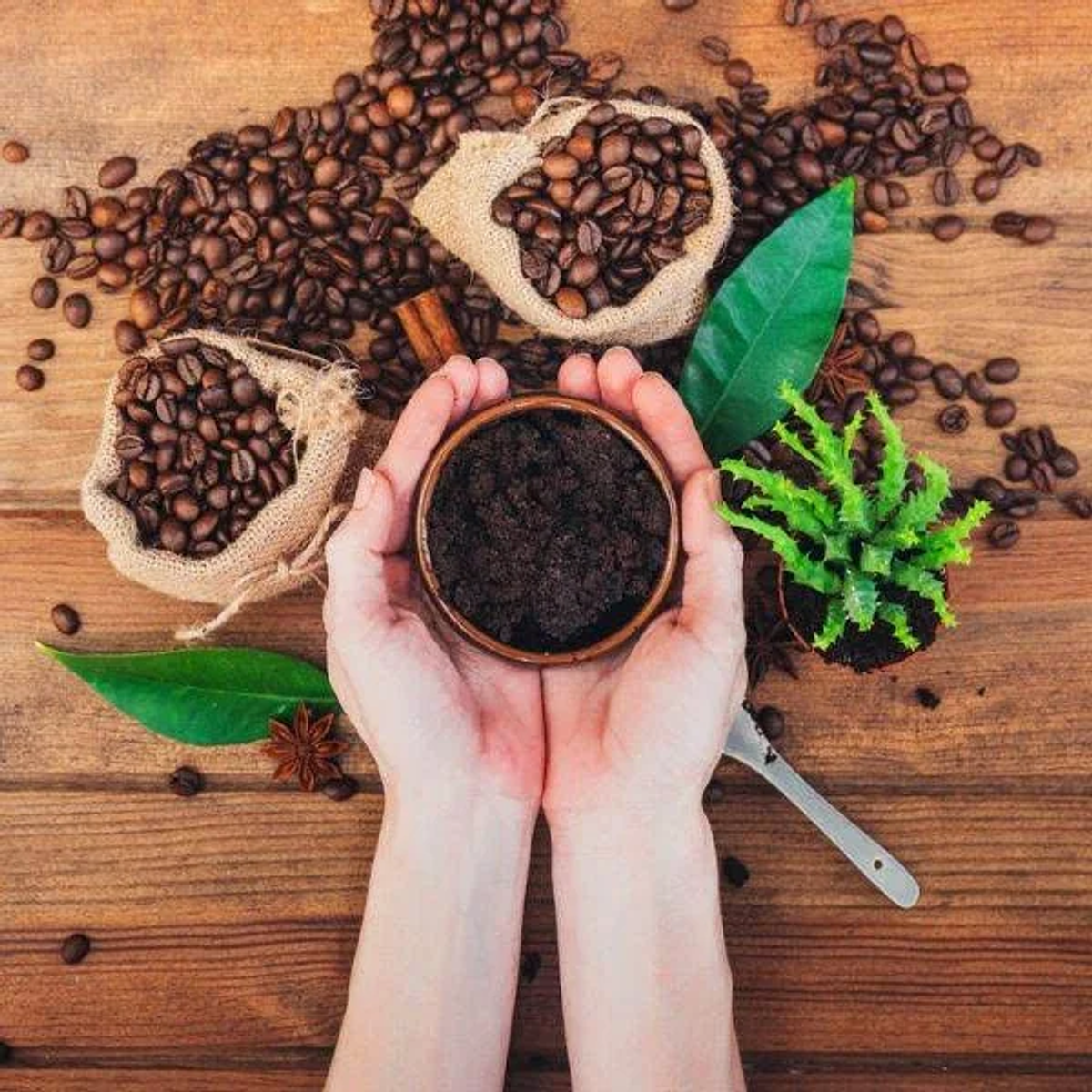 Hände halten eine Schüssel mit Kaffeesatz, umgeben von Kaffeebohnen und Gewürzen.