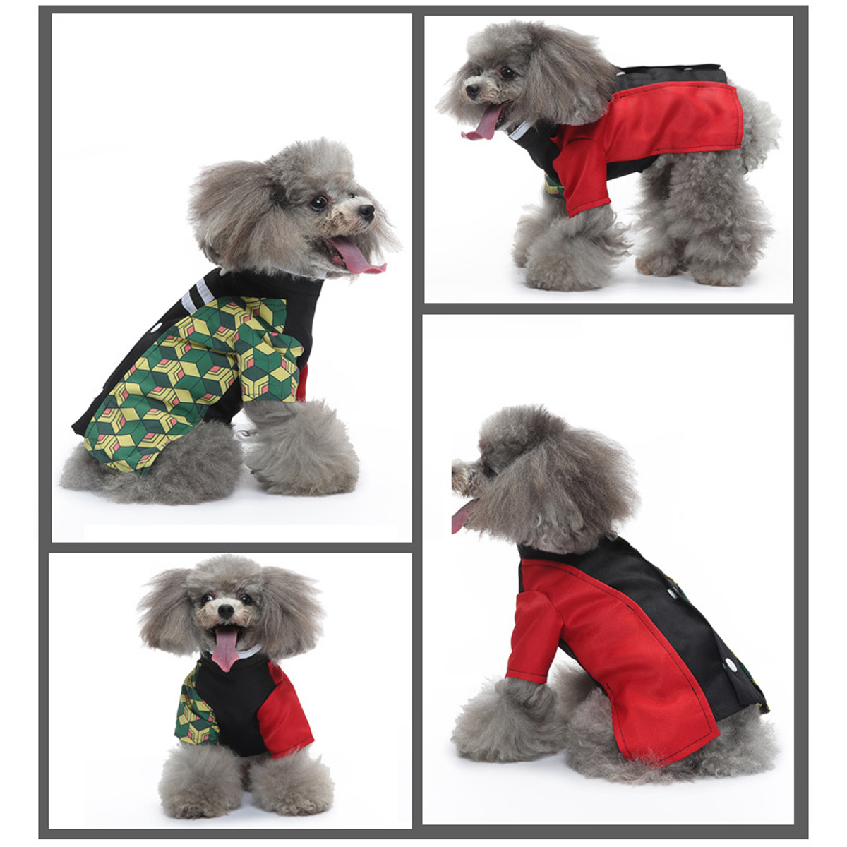 Vier Bilder eines grauen Pudels mit roter und schwarzer Hundekleidung.