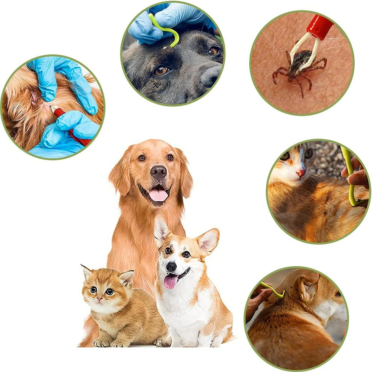 Mehrere Bilder: Hunde, Katzen und Zeckenentfernungswerkzeuge werden gezeigt.