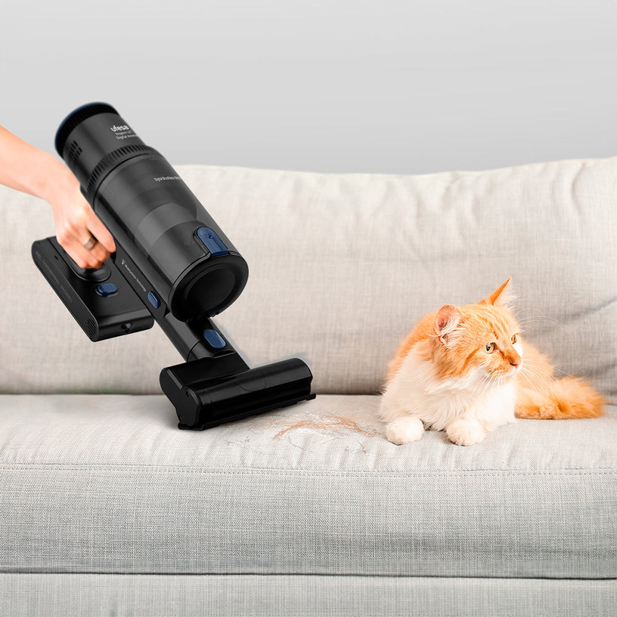Una mano aspira un sofá con un gato cerca. El gato es naranja y blanco y el sofá gris.