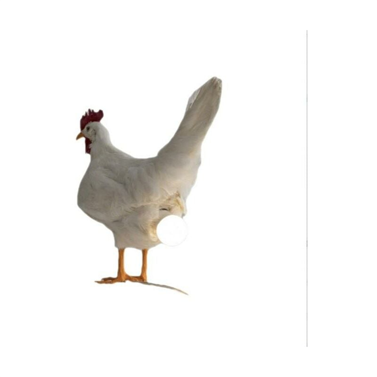 Ein weißes Huhn steht, schaut nach rechts, mit weißem Hintergrund.