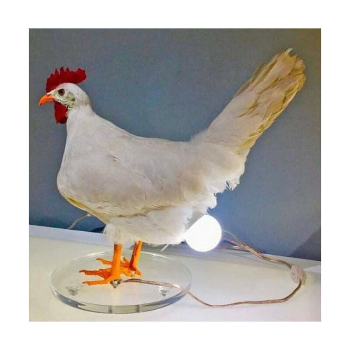 Weißes Huhn mit rotem Kamm und orangen Beinen auf einer transparenten runden Basis mit Licht.