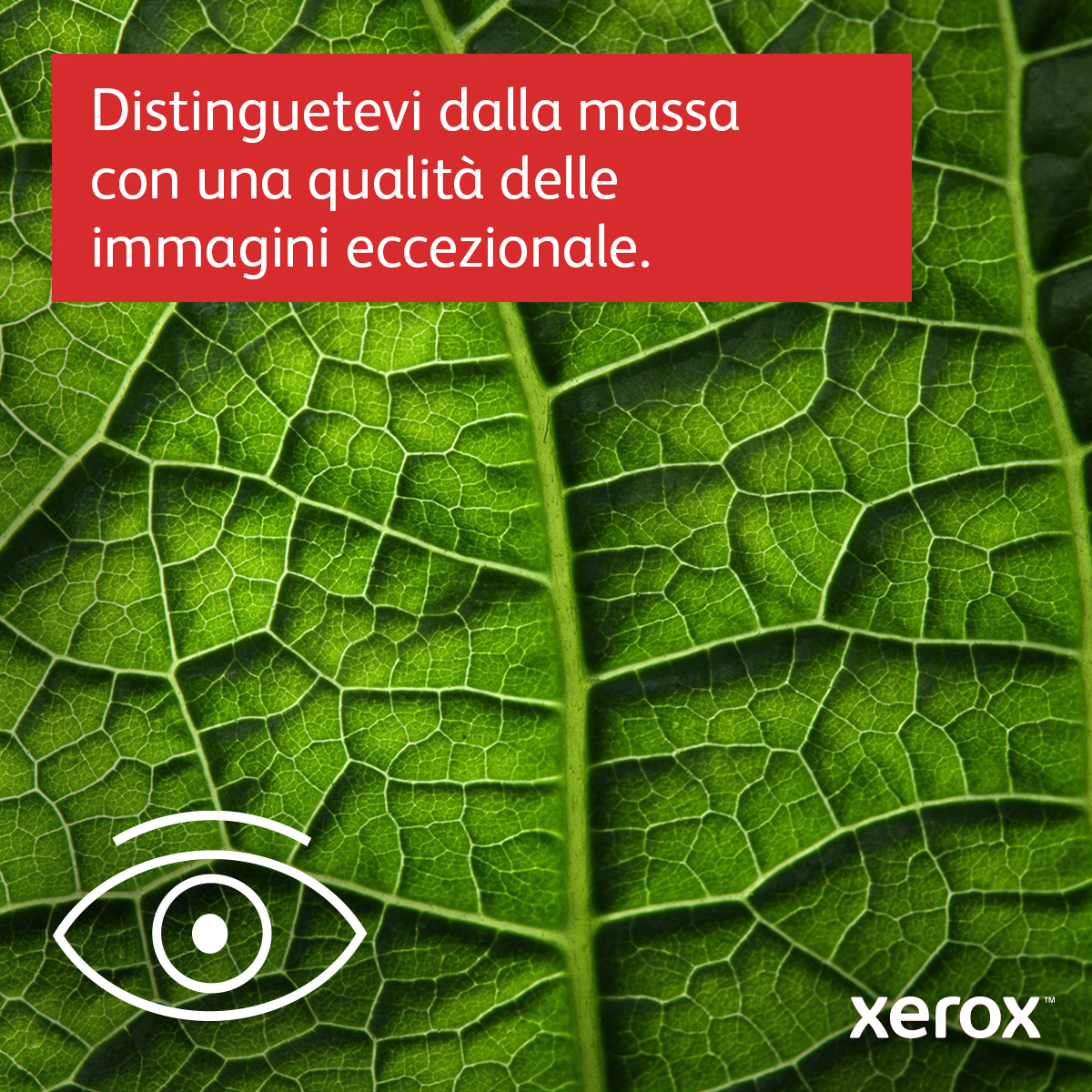 Zbliżenie zielonego liścia z białymi żyłkami i tekstem na czerwonym prostokącie oraz logo xerox.