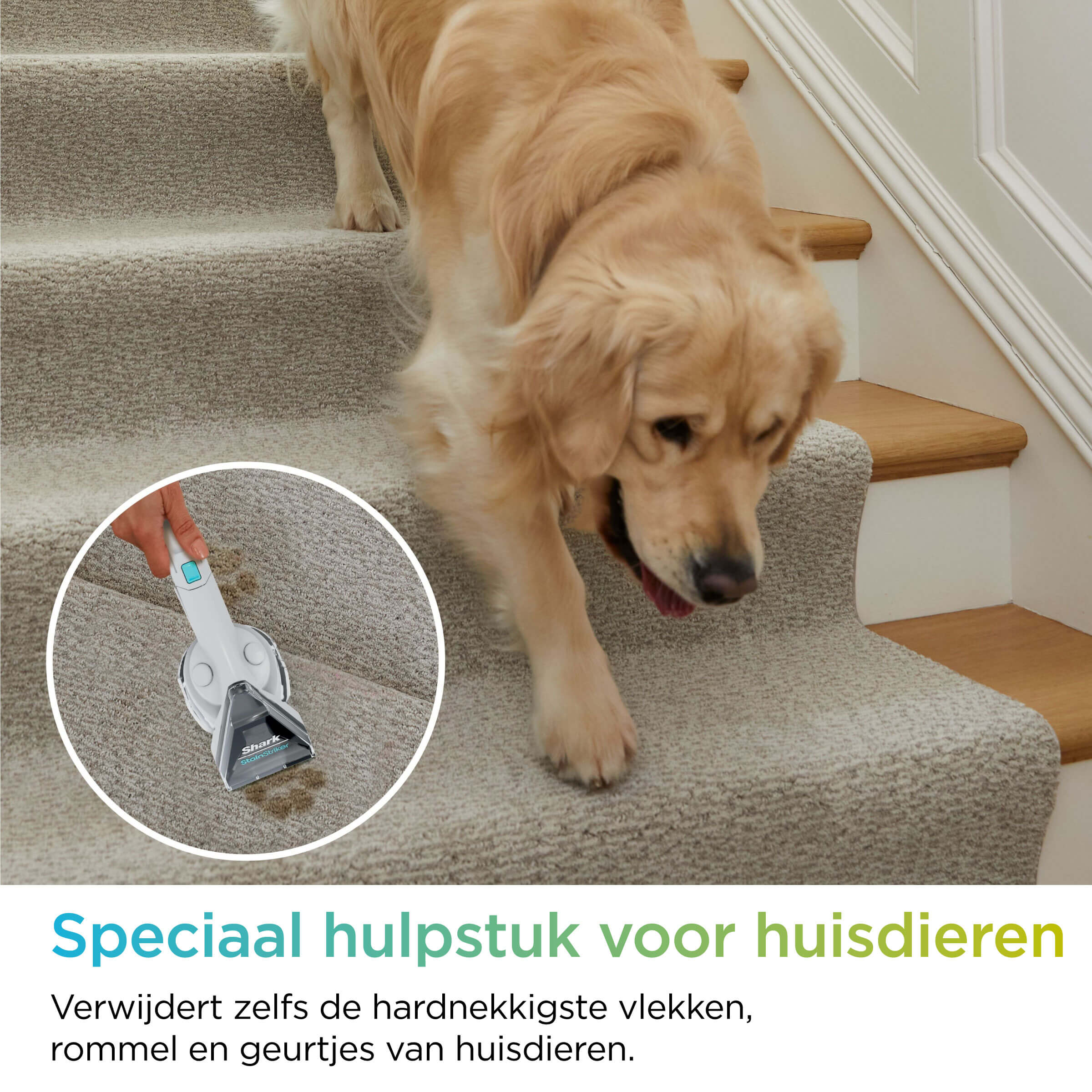 Pies na schodach, z narzędziem do czyszczenia czyszczącym dywan, z tekstem w języku niderlandzkim.