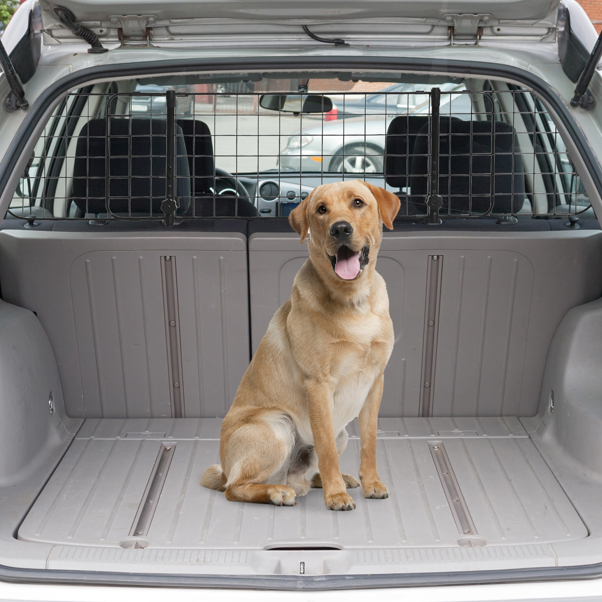 Labrador giallo seduto nel bagagliaio di un'auto, guarda la fotocamera.