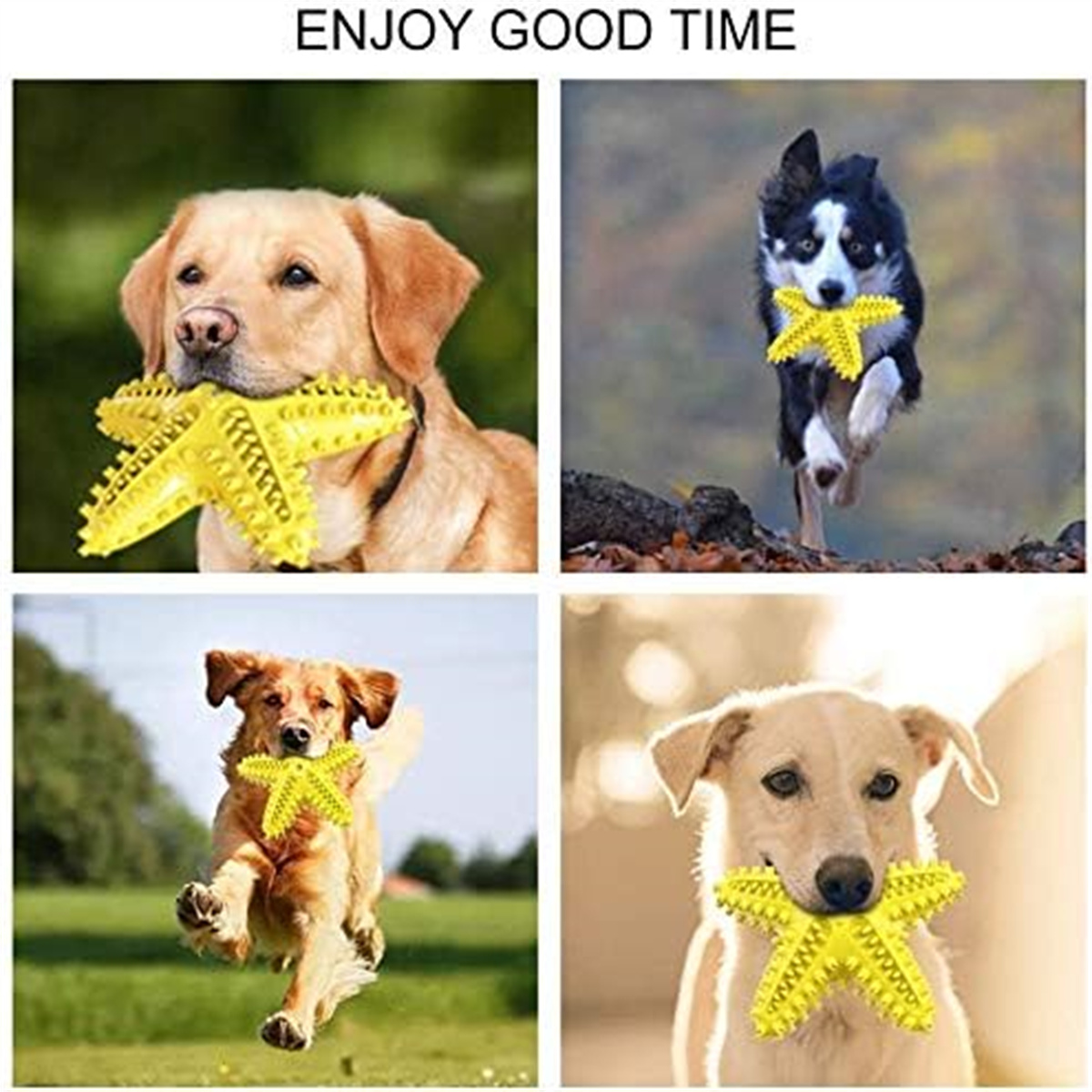 Vier Bilder von Hunden mit gelben Sternspielzeugen, einer rennt, einer im Wasser, zwei mit Spielzeug.