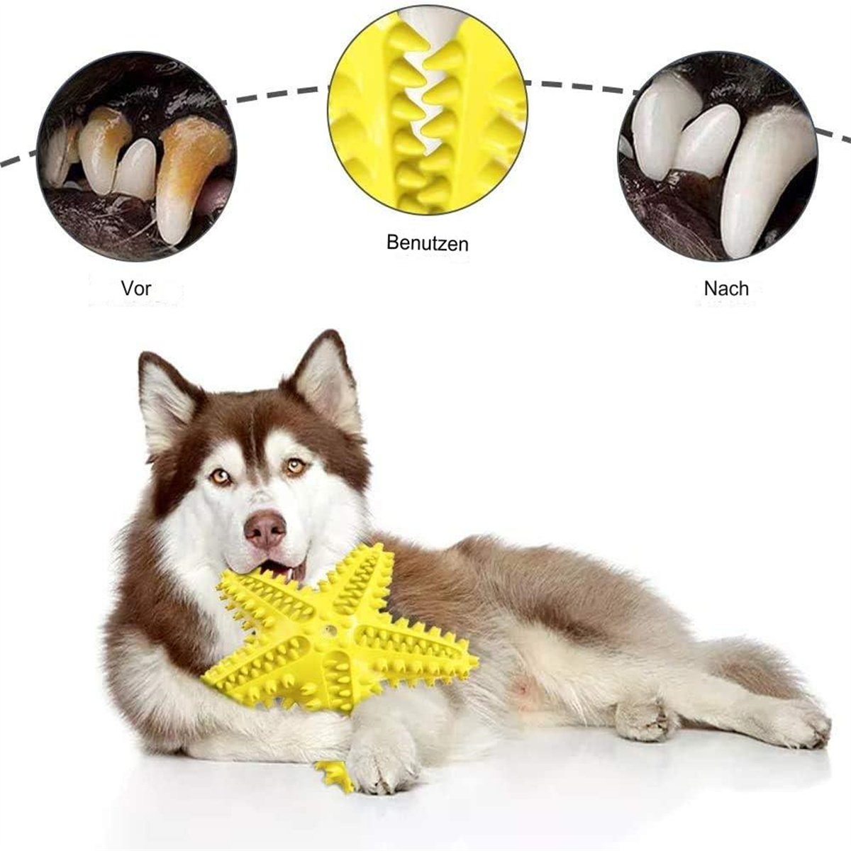 Hund mit gelbem Spielzeug. Zahnvergleich. Vor Gebrauch, währenddessen und danach.