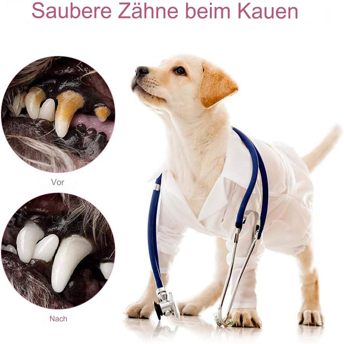 Hund mit Stethoskop, Zahnfotos vor und nach der Reinigung.
