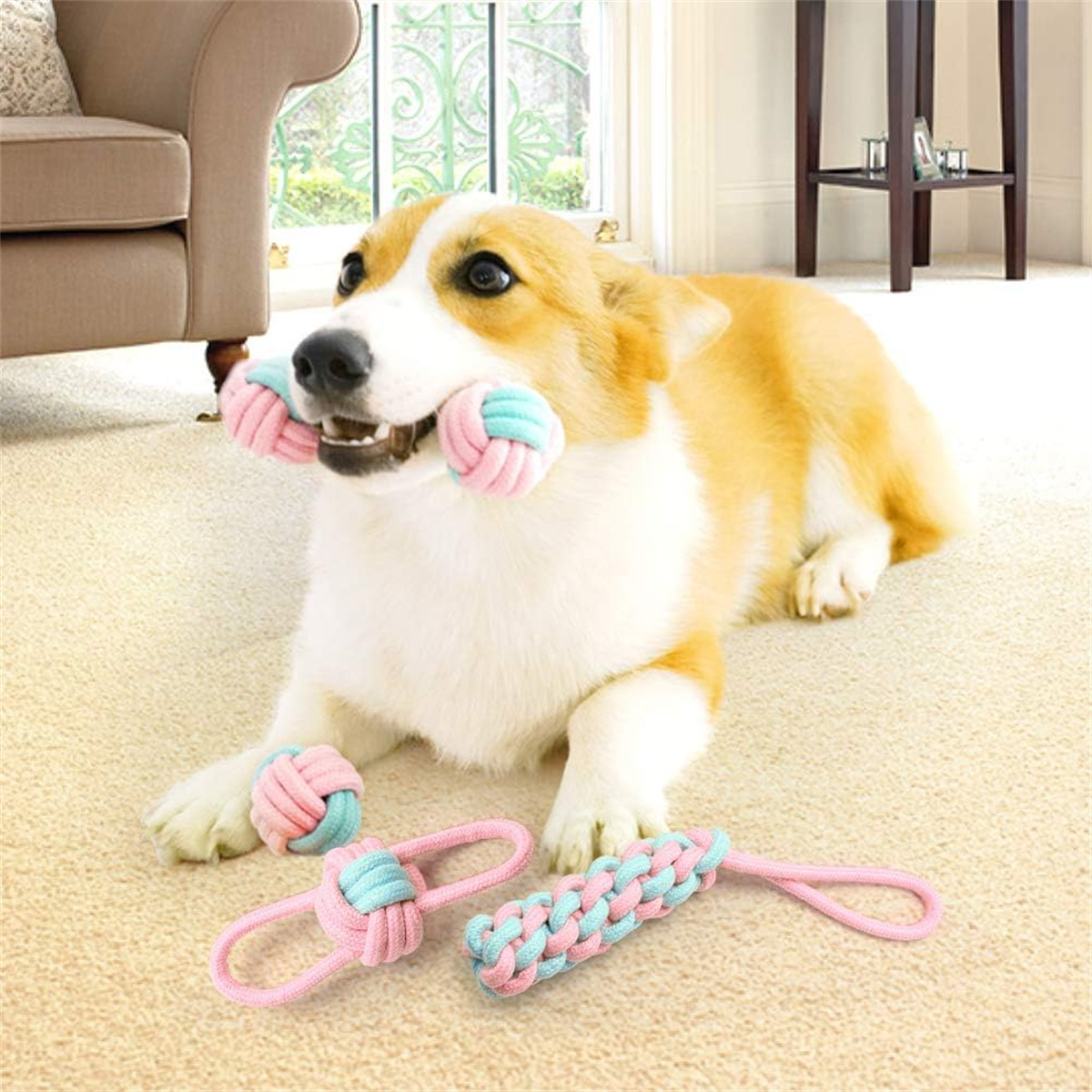 Corgi-Hund hält ein Seilspielzeug im Maul. Pinke und blaue Spielzeuge auf dem Boden.