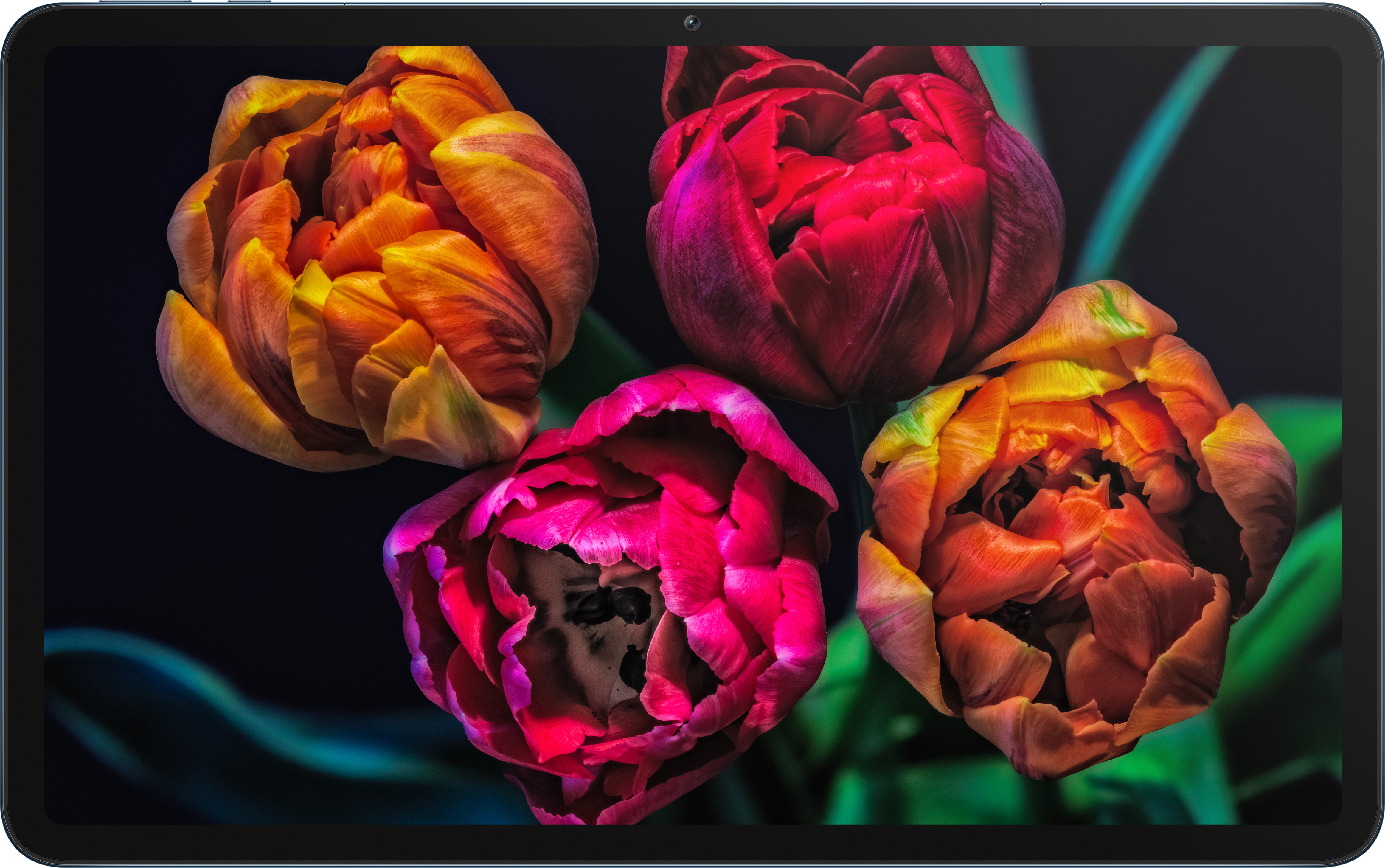 Tablet, das einen Bildschirm mit bunten Tulpen auf schwarzem Hintergrund anzeigt, auf weißem Hintergrund.