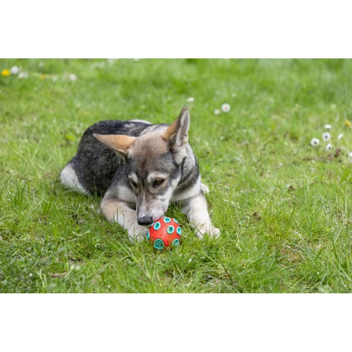 Un cane sull'erba guarda una palla rossa.