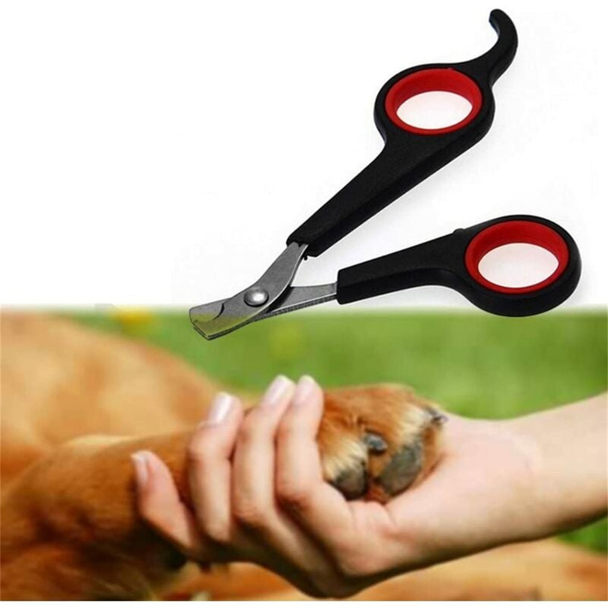 Schwarz-rote Hundekrallenscheren, mit einer Pfote, die geschnitten wird.