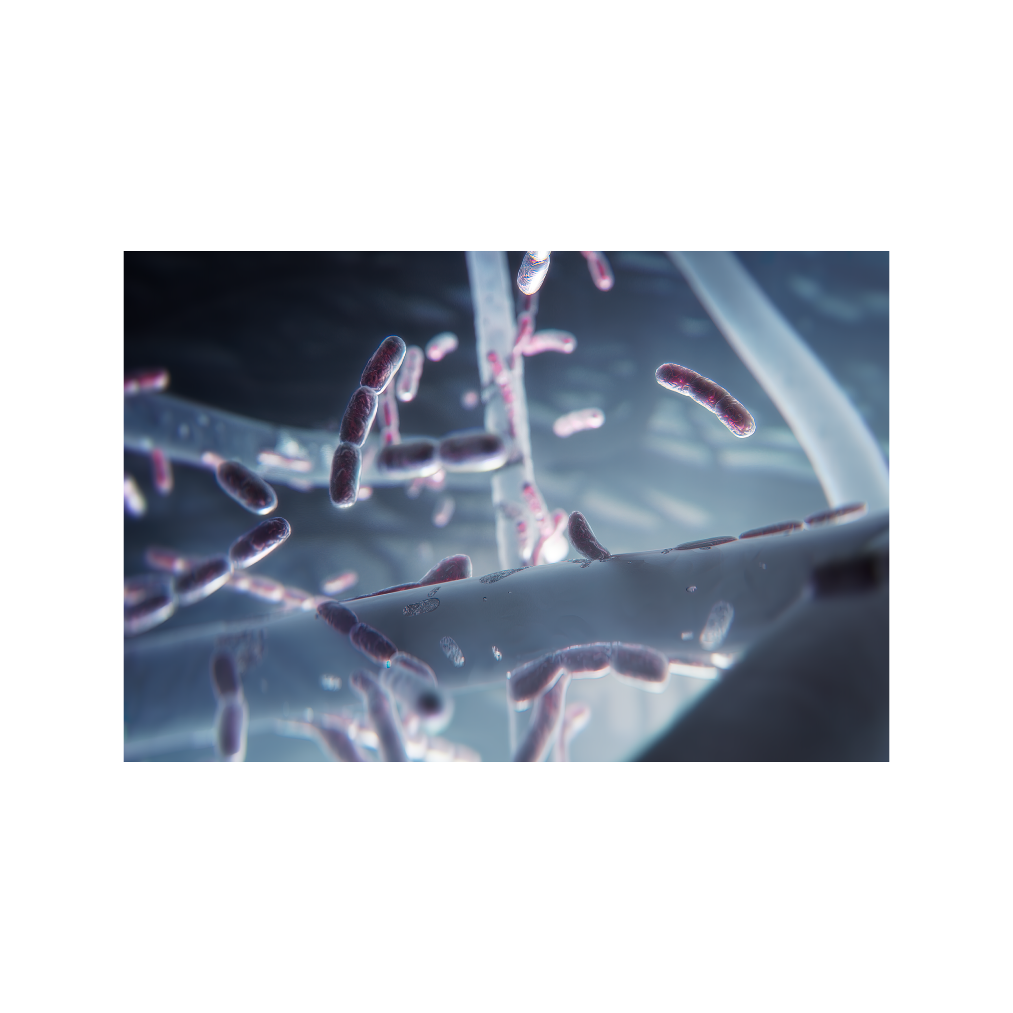 Imagen microscópica de células bacterianas rosas, en un entorno oscuro y abstracto.