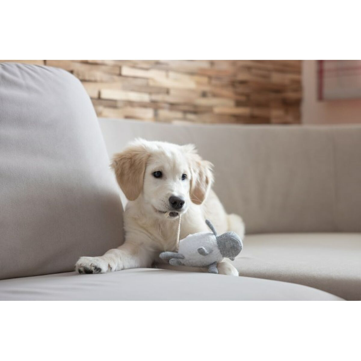 Un cucciolo di golden retriever gioca con un giocattolo su un divano beige. Il cucciolo guarda la fotocamera.