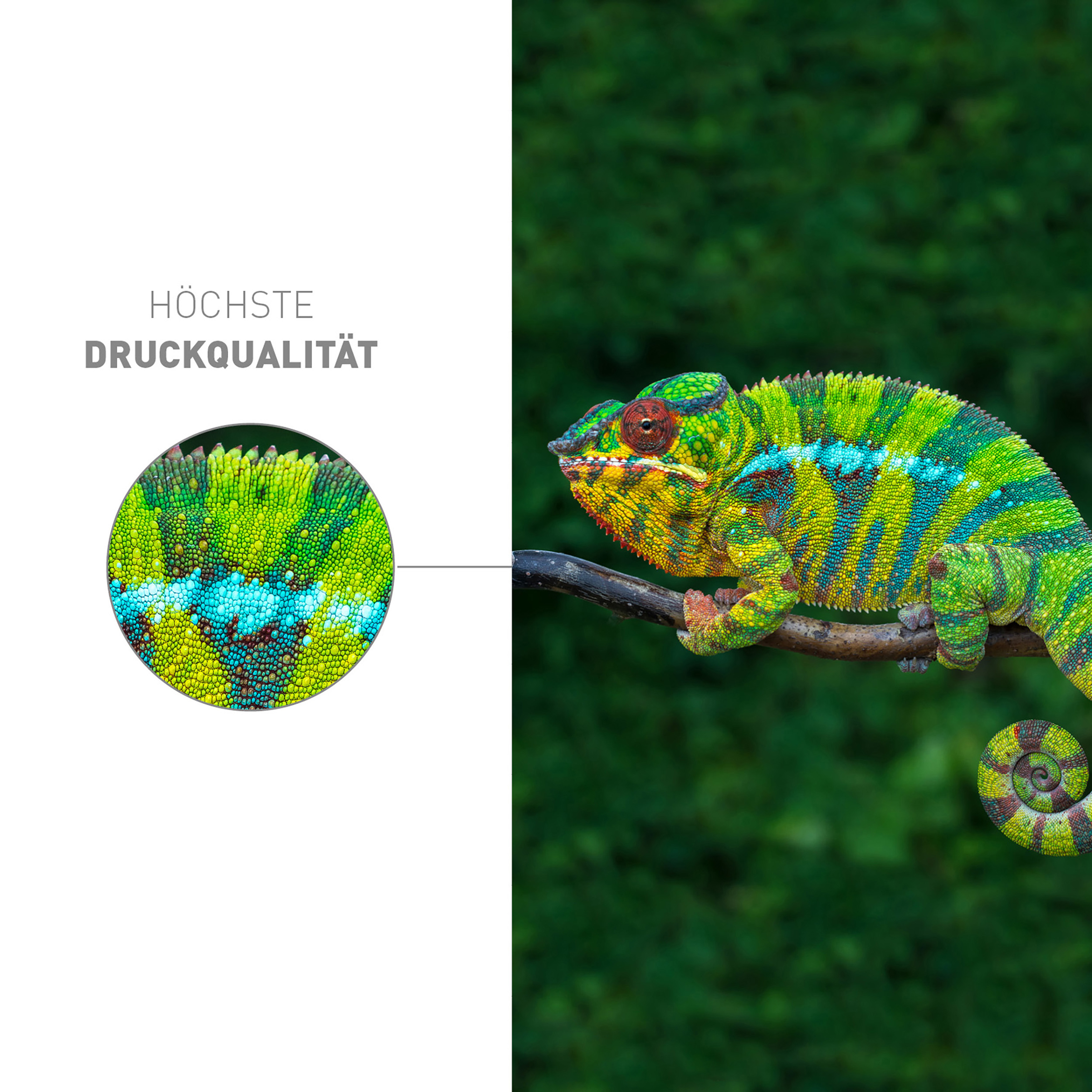 Kameleon na gałęzi. Jego skóra jest zielona, żółta i niebieska. Obraz pokazuje 'HÖCHSTE DRUCKQUALITÄT'.