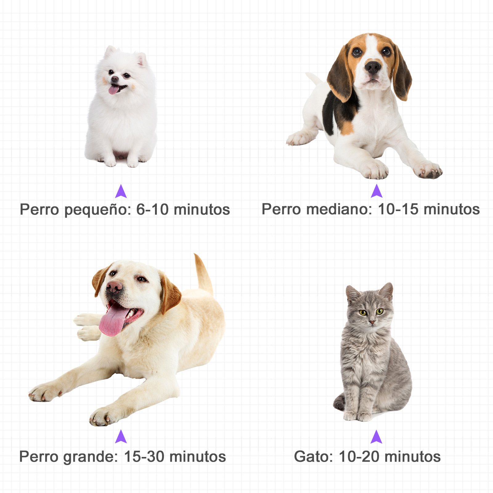 Cuatro imágenes de perros y un gato con texto que indica tiempo de ejercicio.