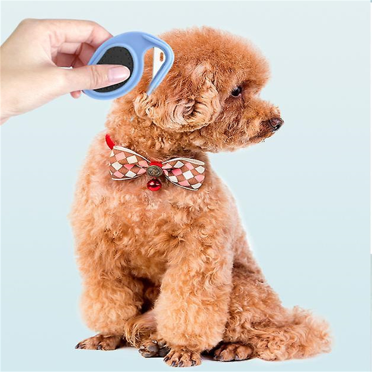 Ein kleiner brauner Hund mit Fliege wird gepflegt. Ein blauer Kamm wird verwendet, um sein Fell zu bürsten.
