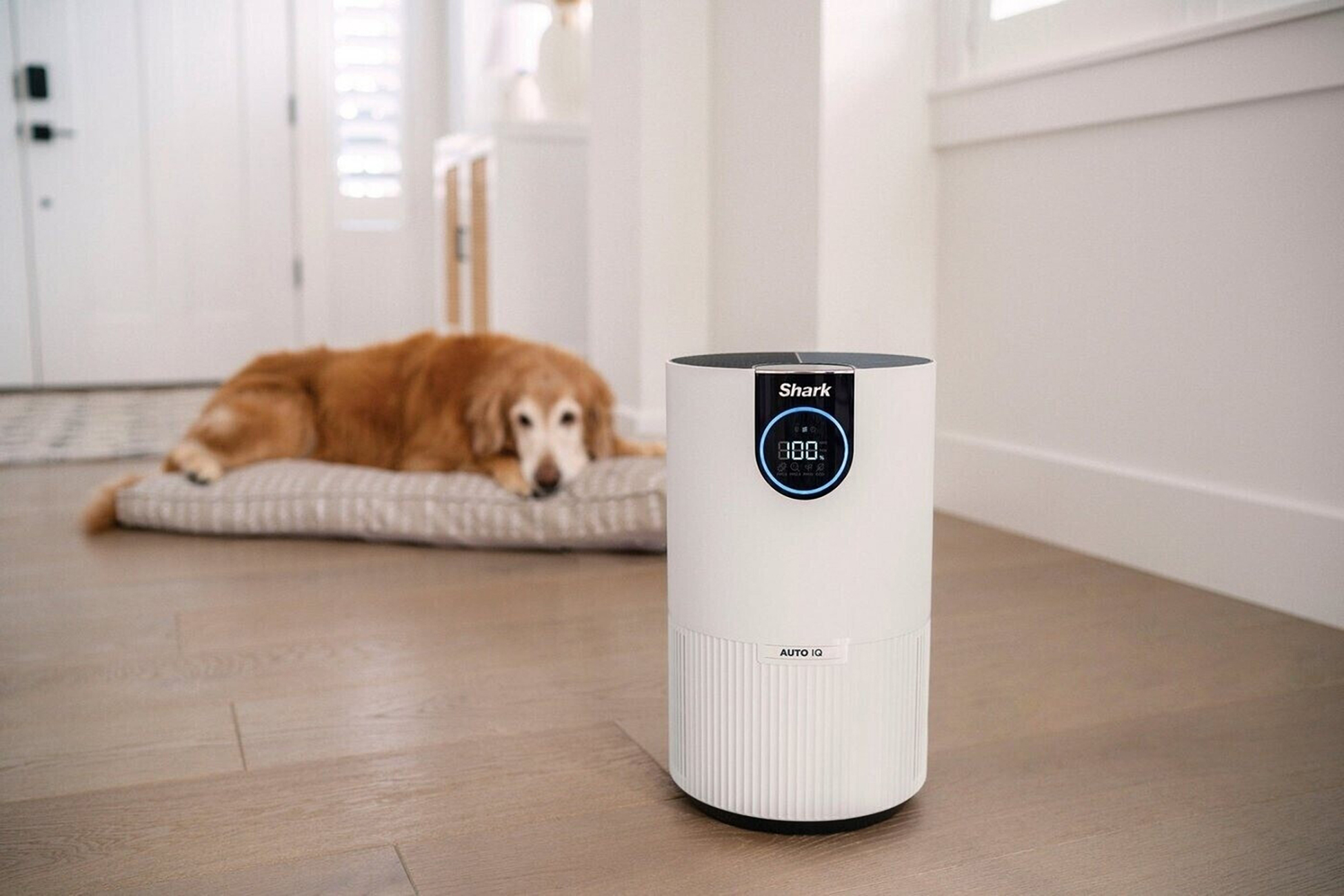 Ein weißer Luftreiniger mit Digitalanzeige steht in einem Raum. Ein Hund liegt auf einem Kissen im Hintergrund.